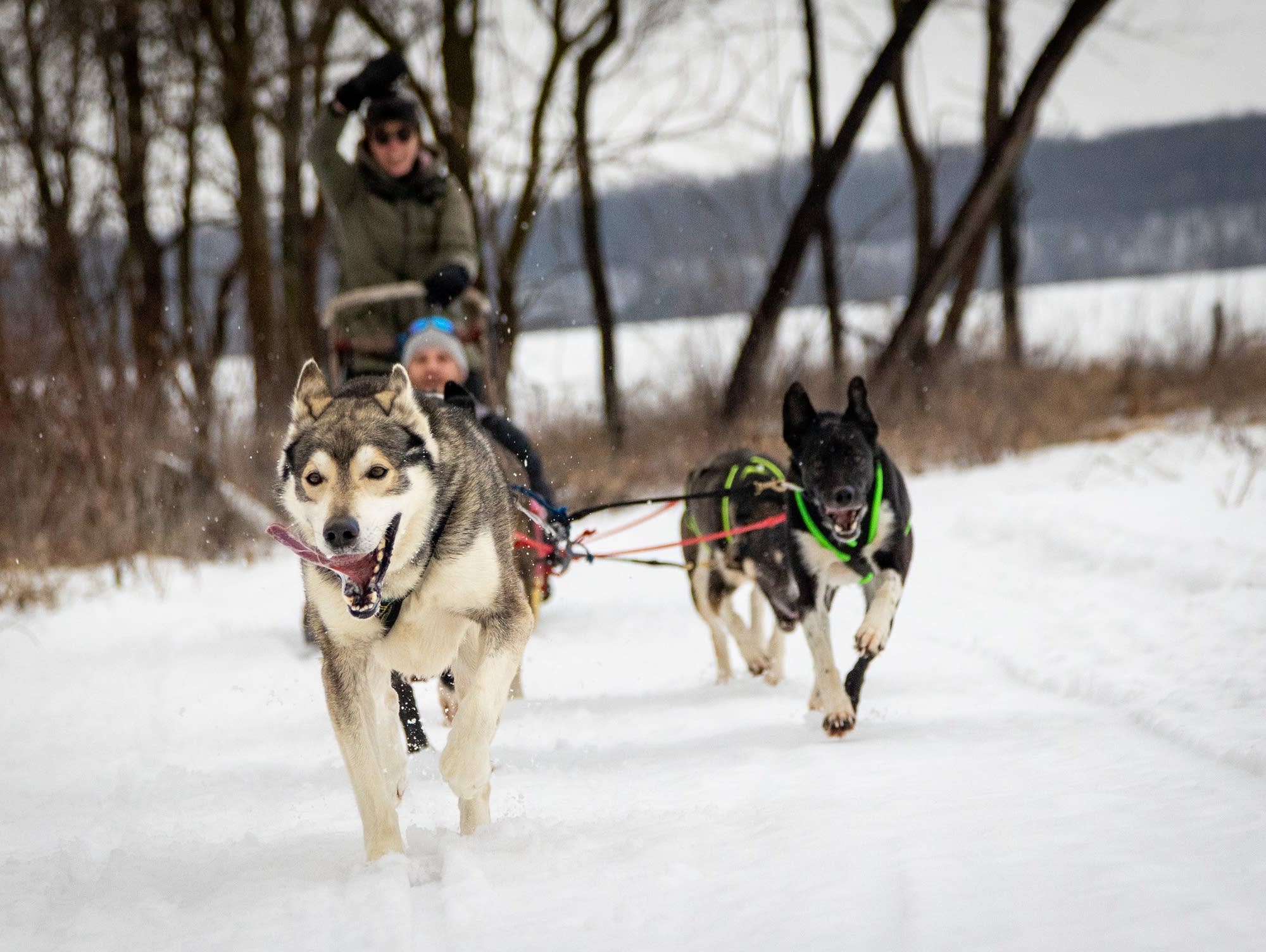 Winter Play: Dog sledding in southern Minnesota - Vimarsana News