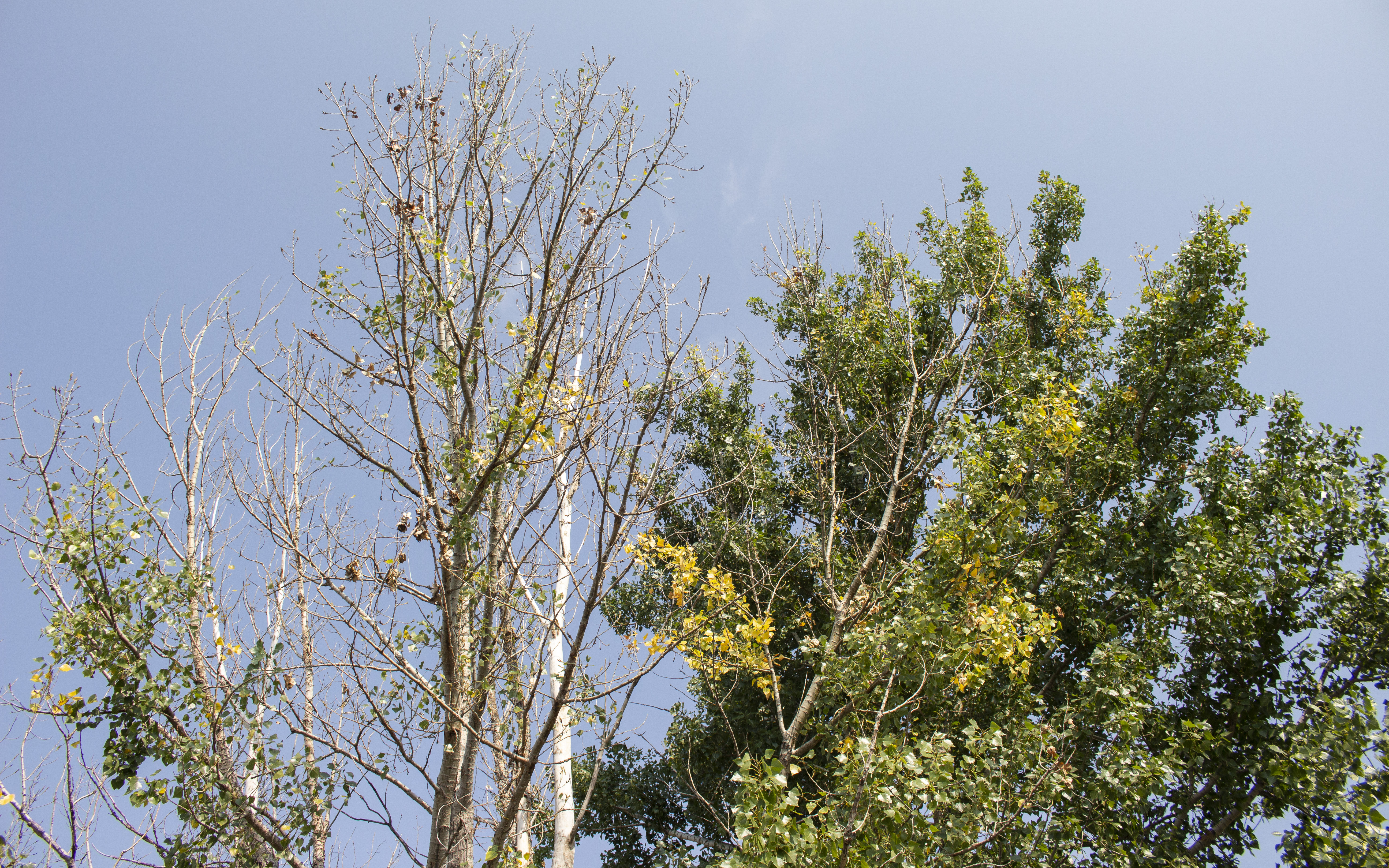 Kinzler: Addressing commonly asked tree questions - Vimarsana News