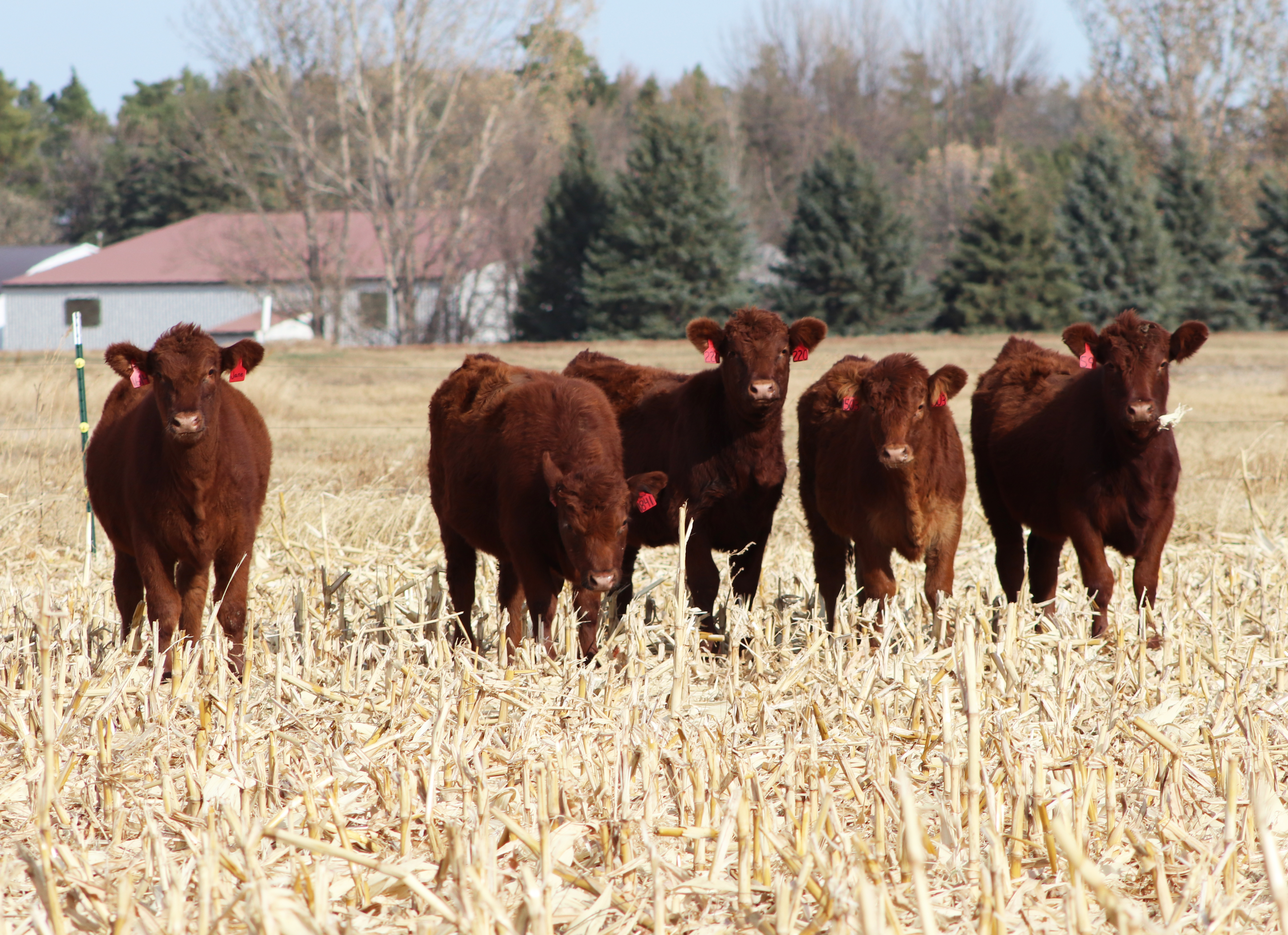 Livestock sessions highlight Central Dakota Ag Day - Vimarsana News