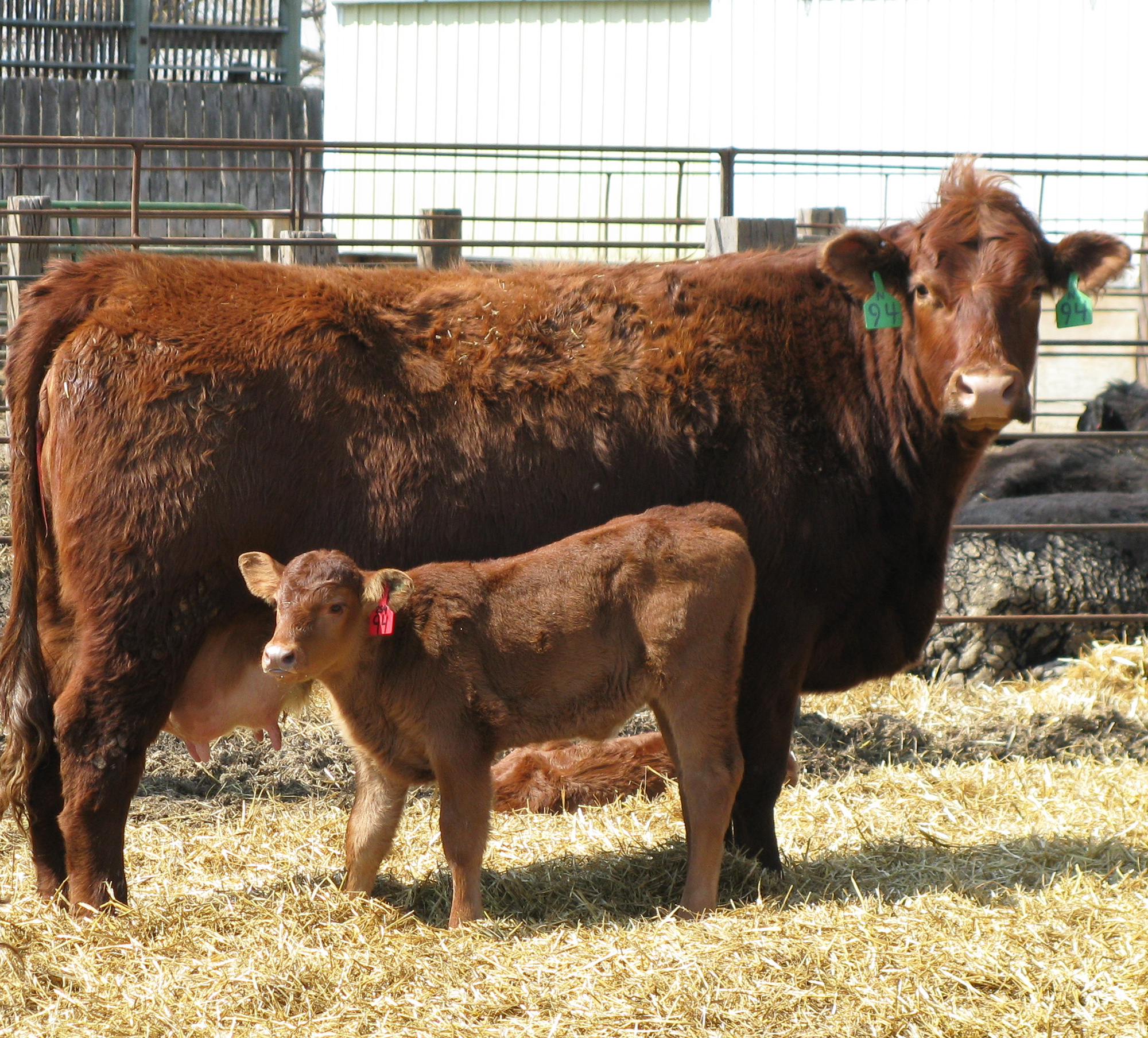 NDSU Extension offers webinar series for junior beef producers - Vimarsana News
