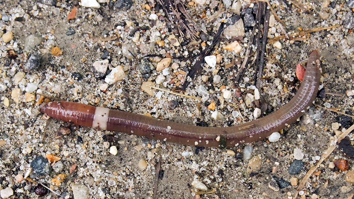 The season for jumping worms has arrived; gardeners on alert - Vimarsana News