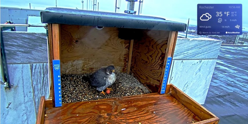 Second camera added to watch Mayo Clinic's Peregrine falcons - Vimarsana News