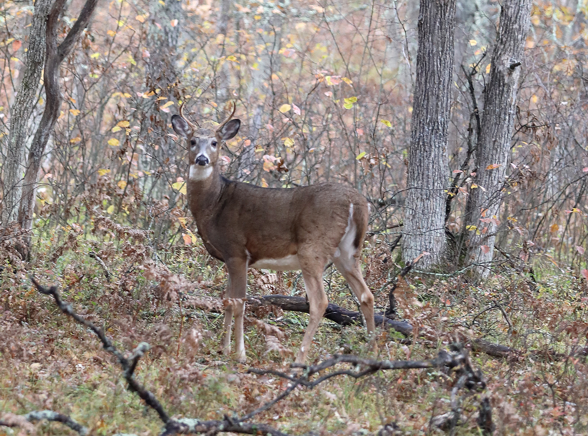 What you need to know about 2022 Minnesota firearms deer season - Vimarsana News