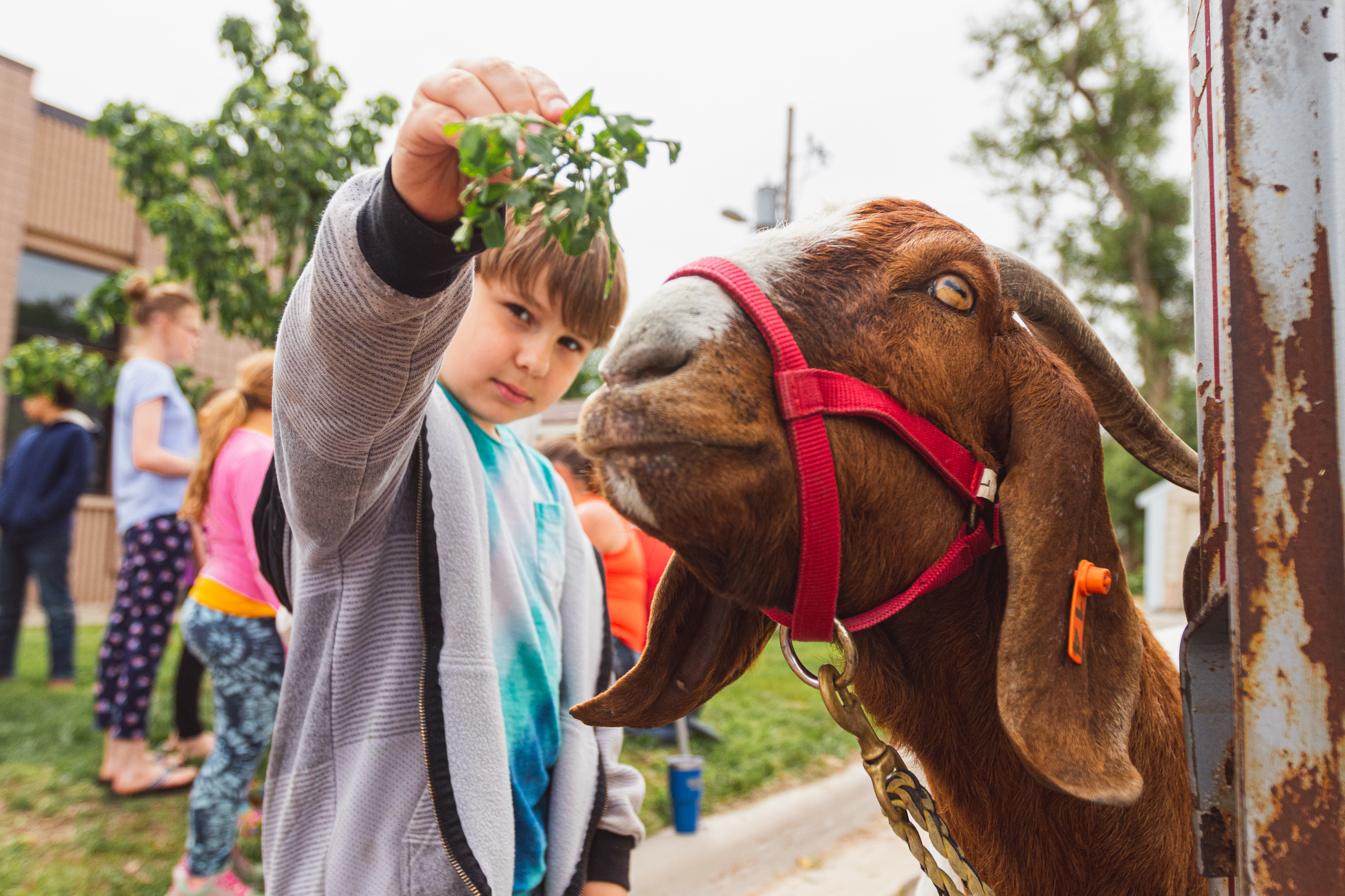 PHOTOS: Goats, yes real goats, outside of the Mitchell Public Library - Vimarsana News