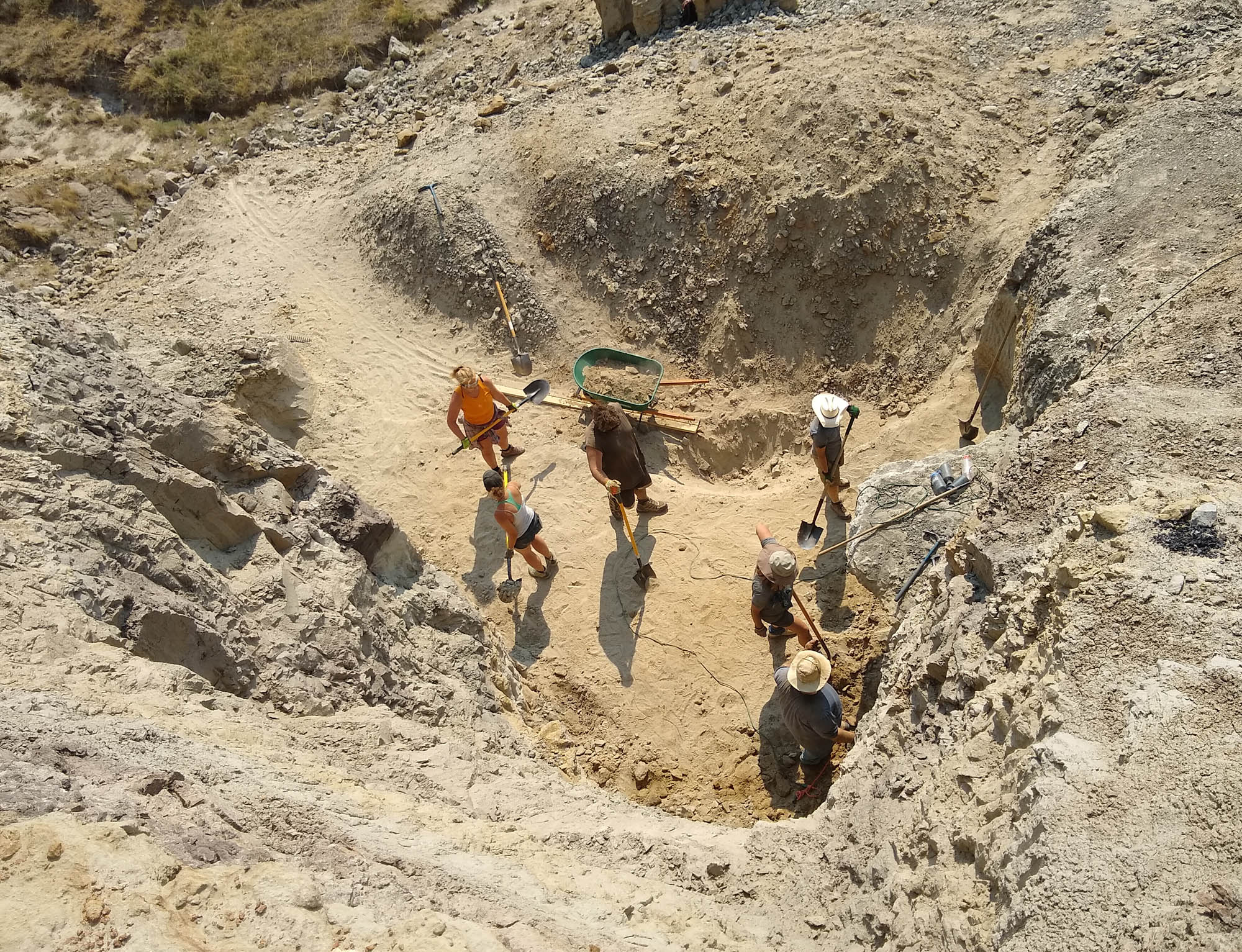 Dickinson paleontologist co-authors report on new tyrannosaur species - Vimarsana News