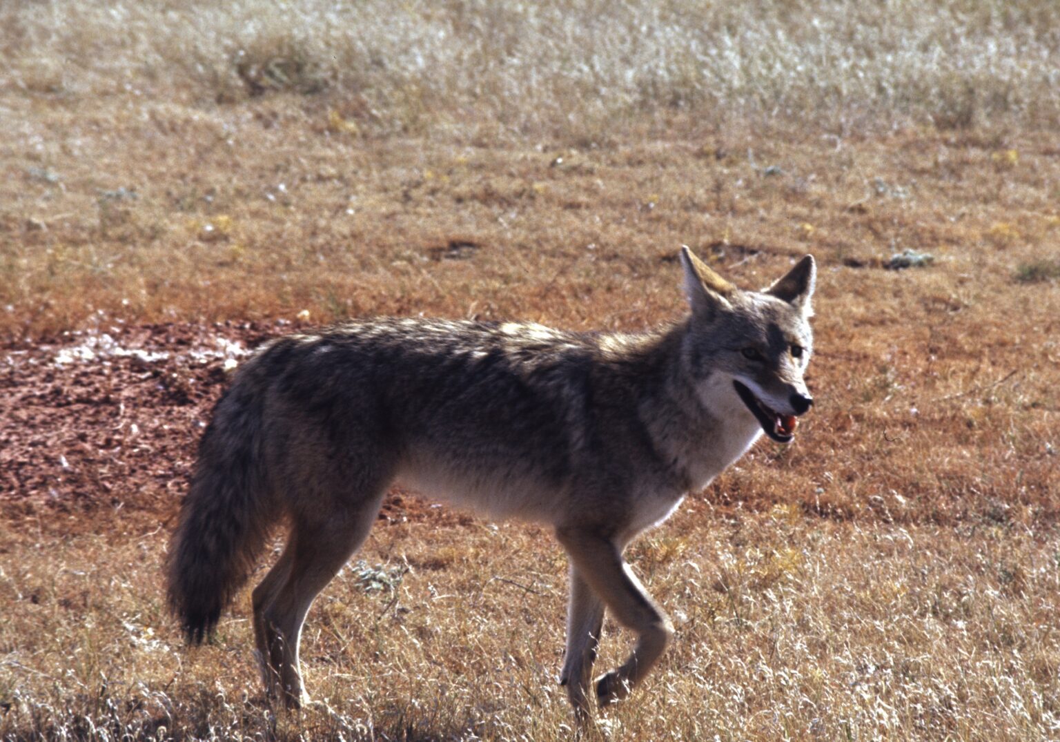 Bills tweaking Montana aerial hunting laws meet hurdles in initial hearings - Vimarsana News