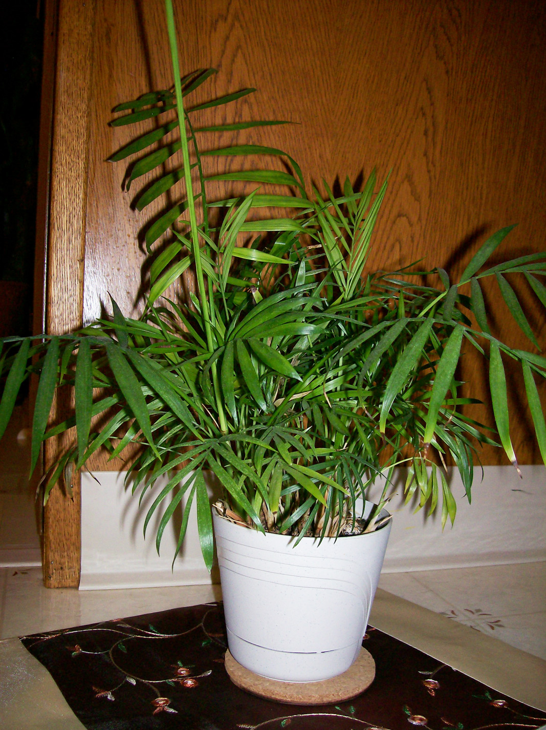 Bring the tropics indoors with palms - Vimarsana News