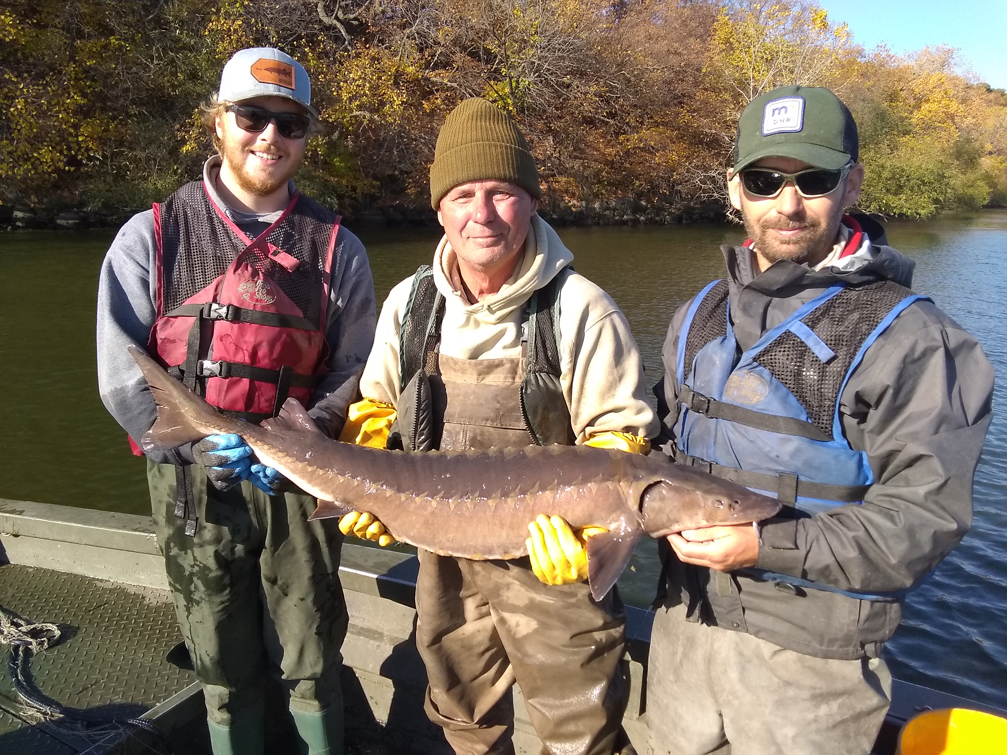 A prehistoric fish is back for the future of Minnesota lake - Vimarsana News
