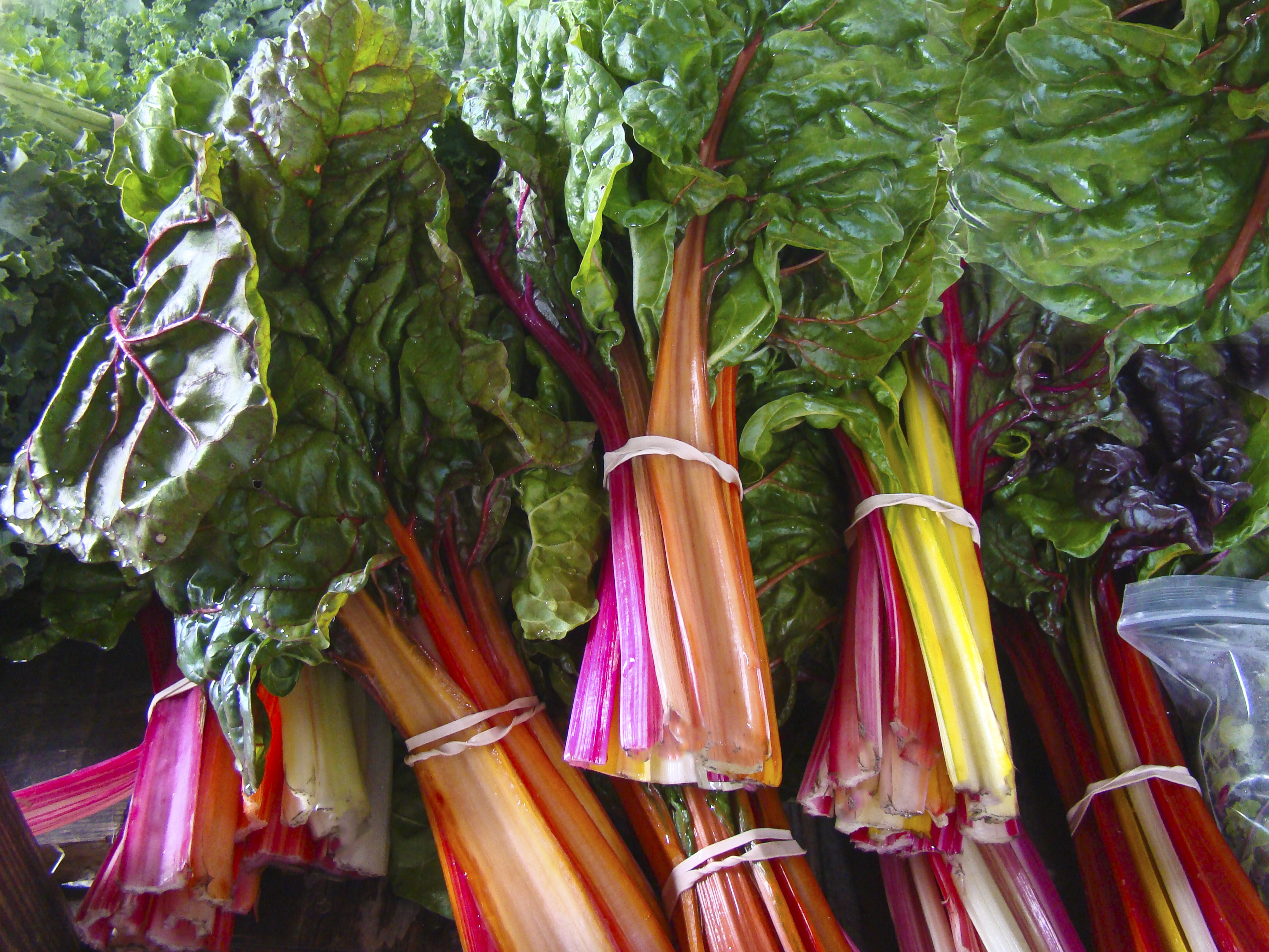Ask the Master Gardener: Tips for harvesting rhubarb - Vimarsana News