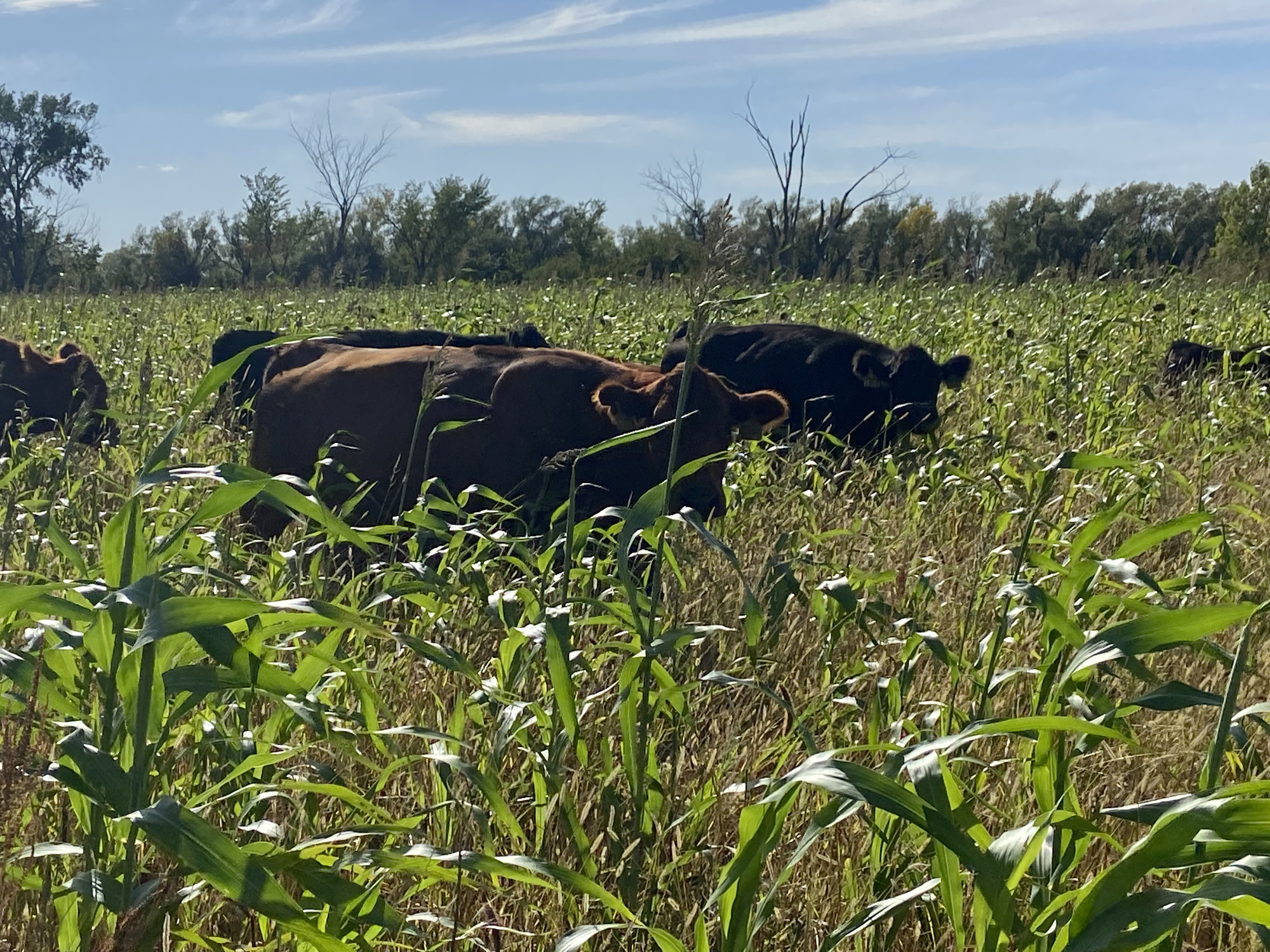 Consider planting cover crops for livestock forage - Vimarsana News