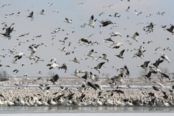 Seeing dead, or unusually acting birds? Avian influenza hitting South Dakota hard - Vimarsana News