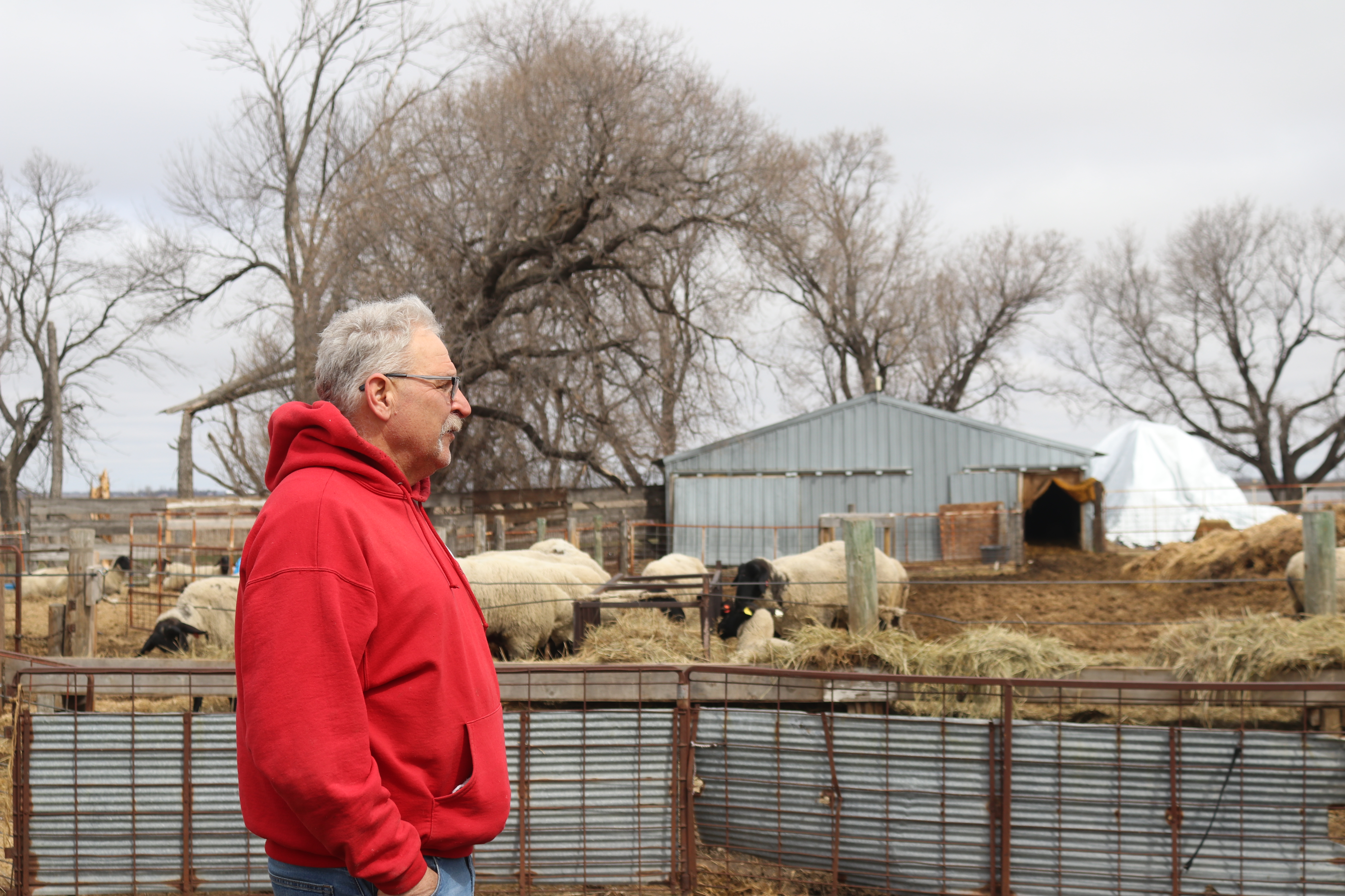 Wolff's Suffolks takes lamb from pasture to pizza - Vimarsana News