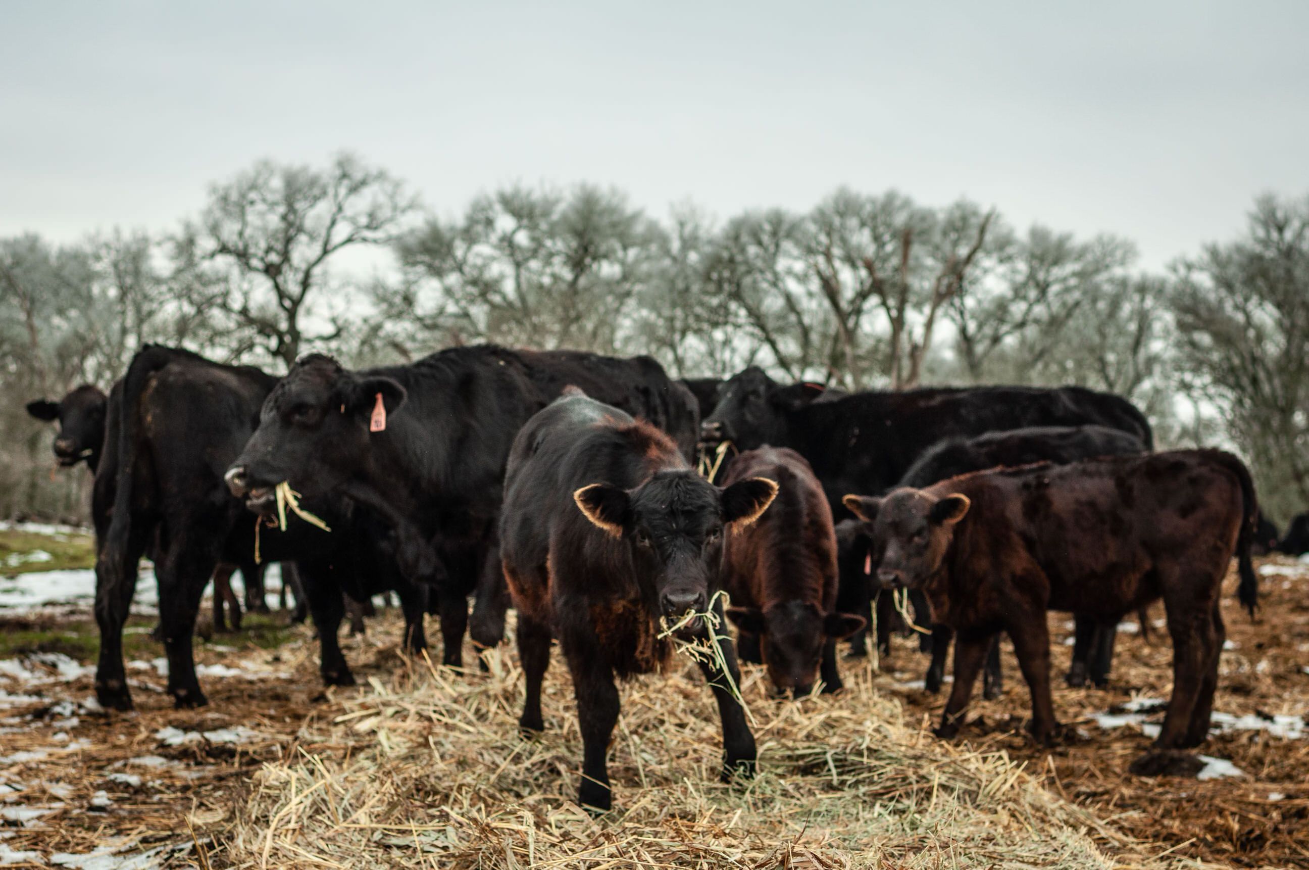 Potential cattle profits follow years of real stress - Vimarsana News