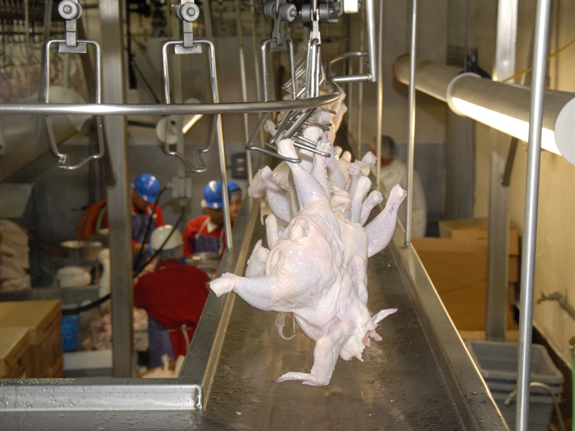 Russian invasion of Ukraine threatens US poultry exports - Vimarsana News