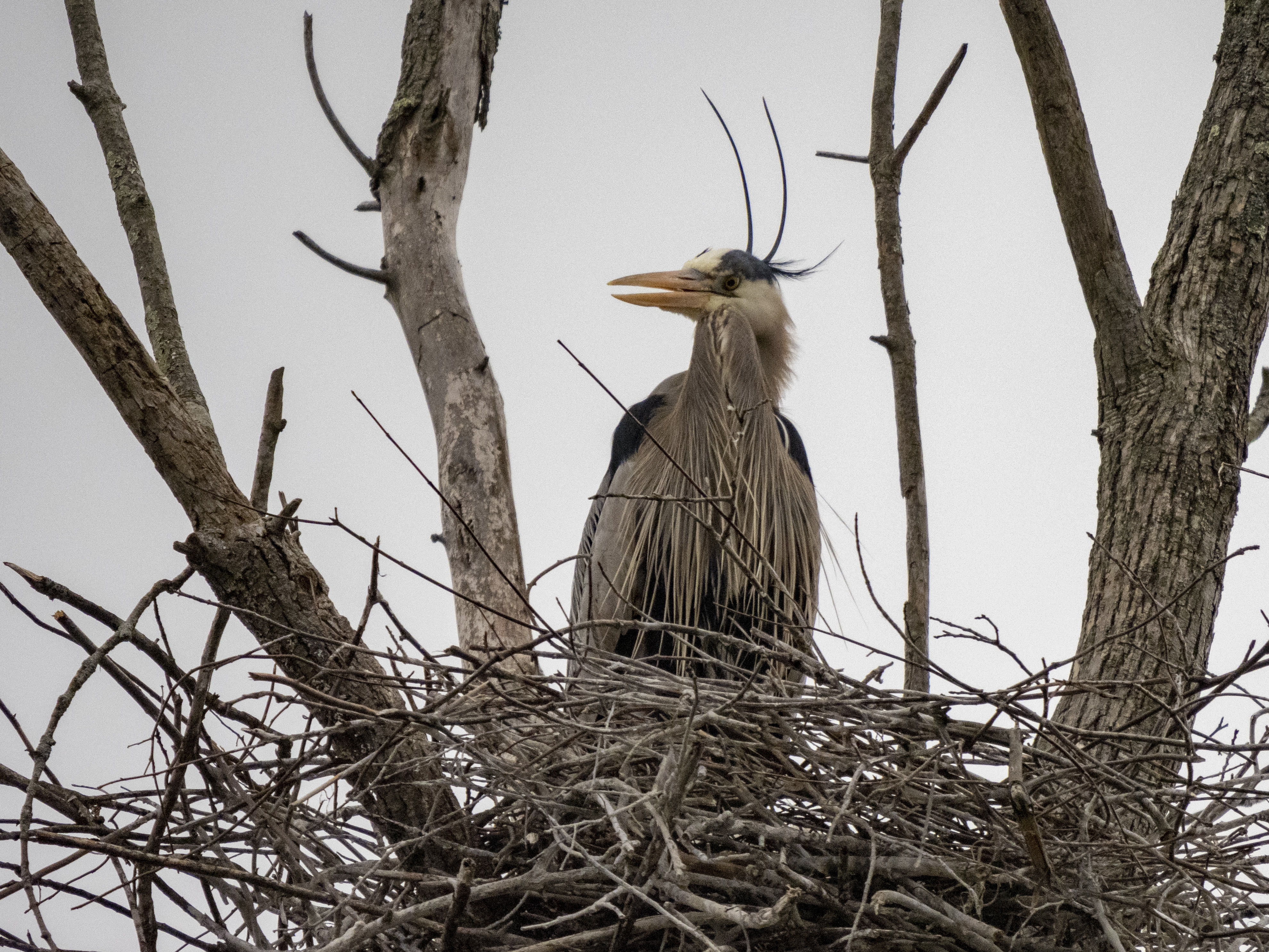 Jenna Didier: Our great blue heron rookery is threatened with imminent destruction. Can we save it? - Vimarsana News
