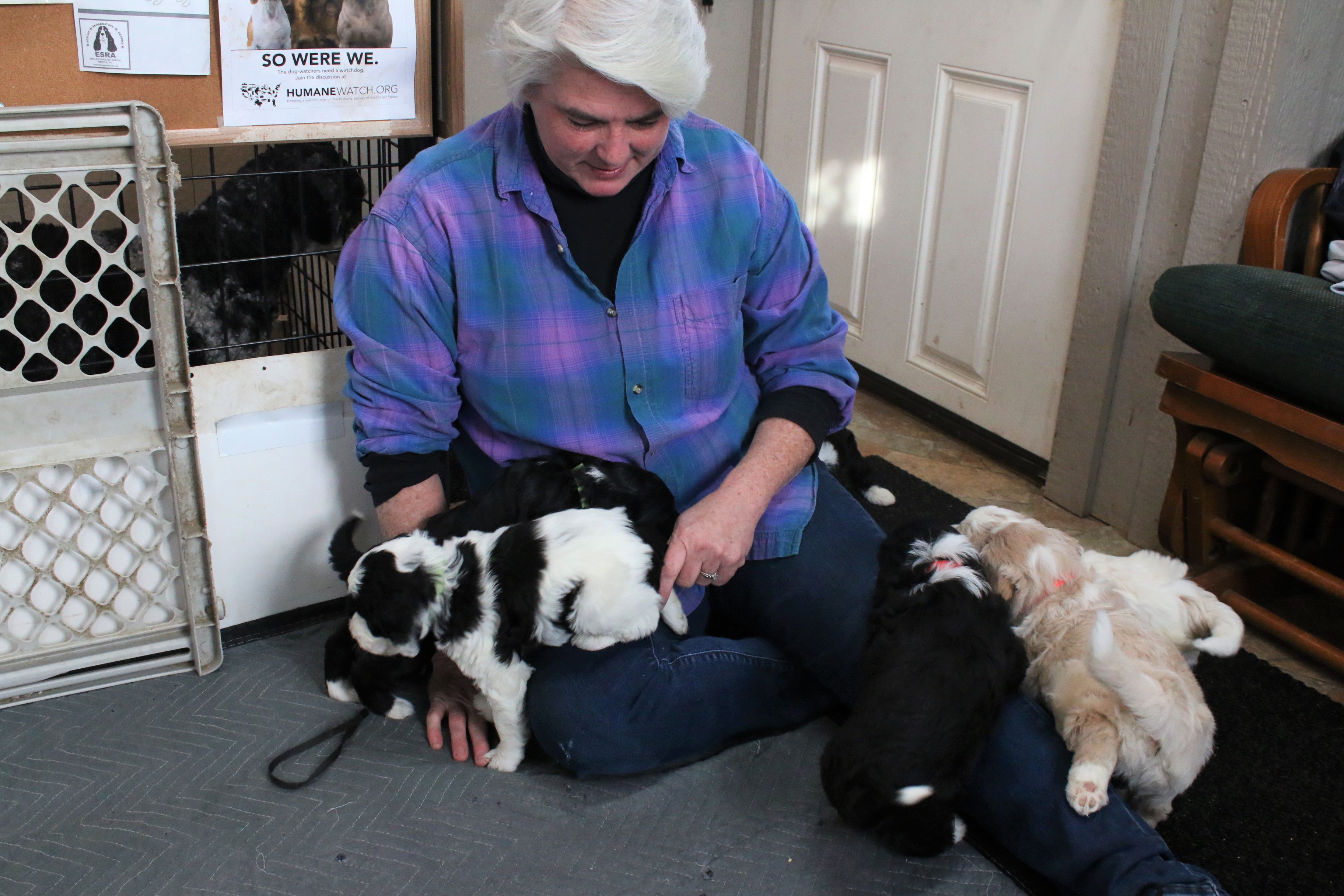 Wabasha County breeder shares animal love - Vimarsana News