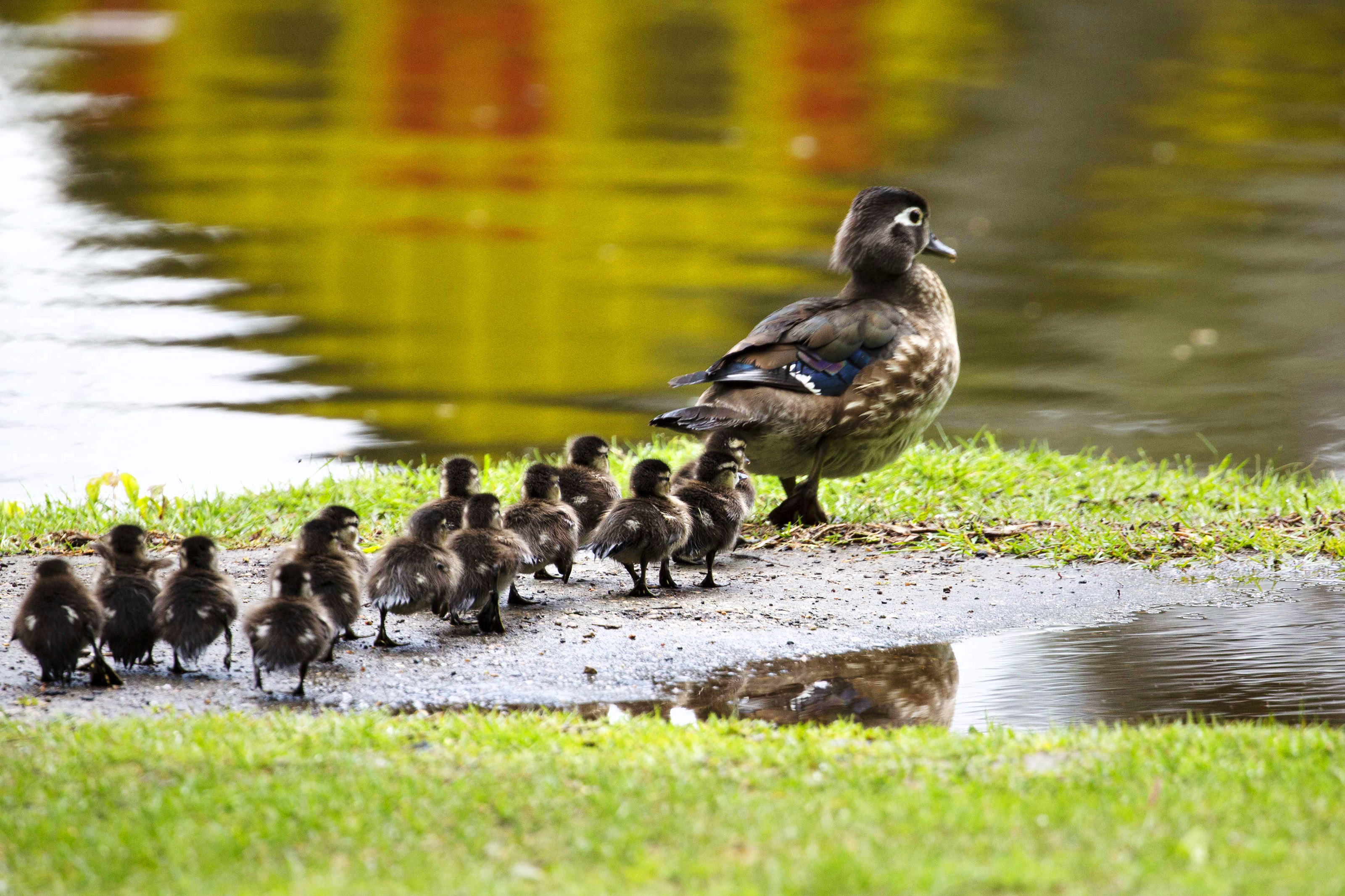 Readers take photos of Amazing animals - Vimarsana News