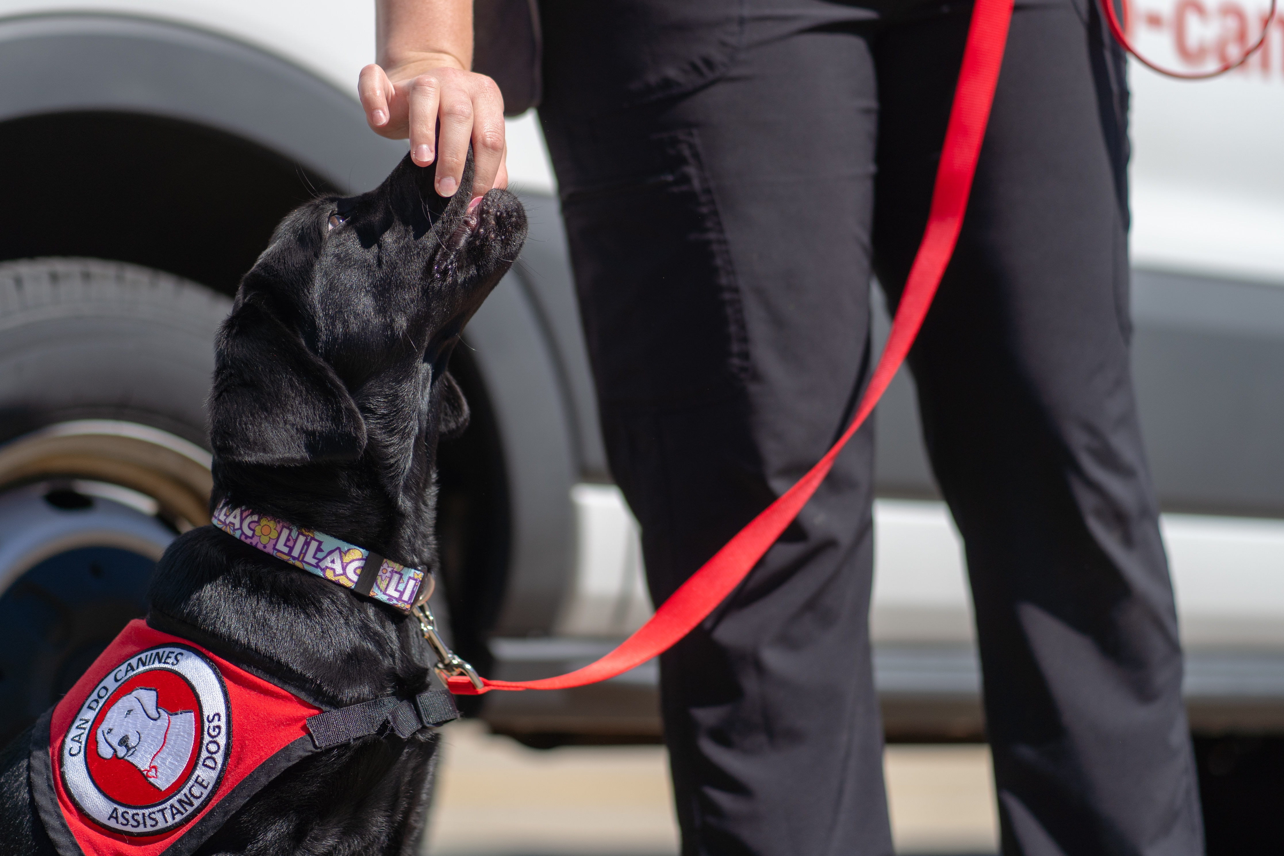Prison Puppy Program in Rochester starts again - Vimarsana News