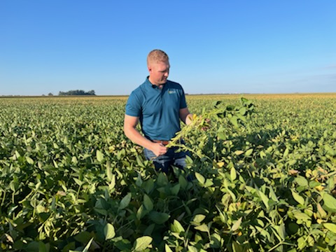 Eastern North Dakota soybeans look promising, despite late planting date - Vimarsana News