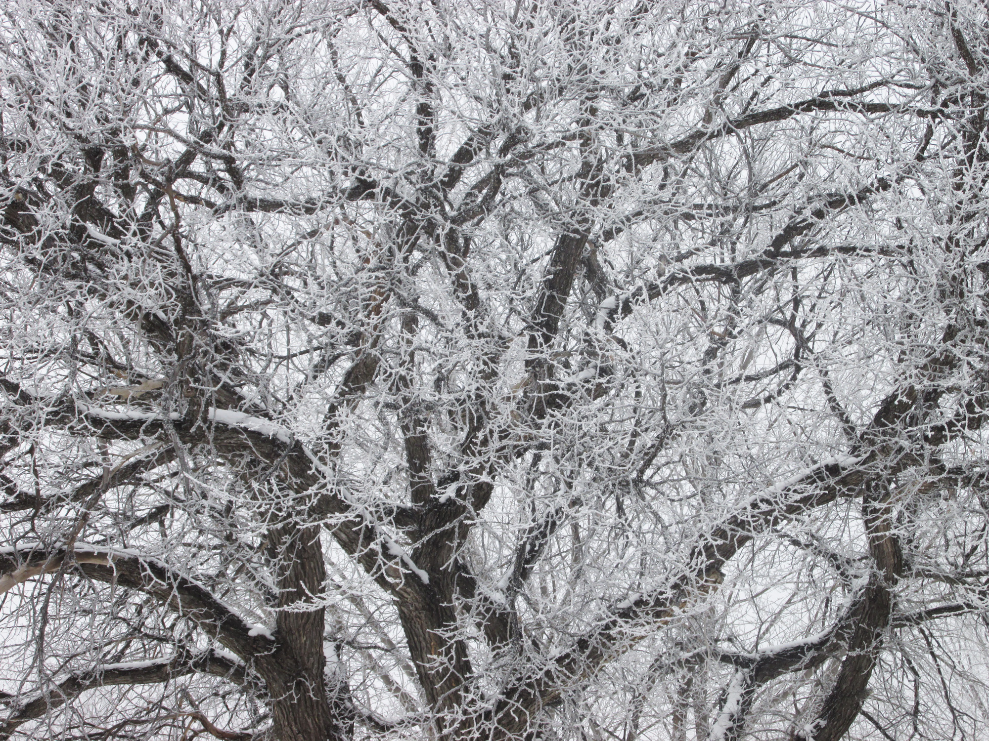 The artwork of winter can inspire - Vimarsana News