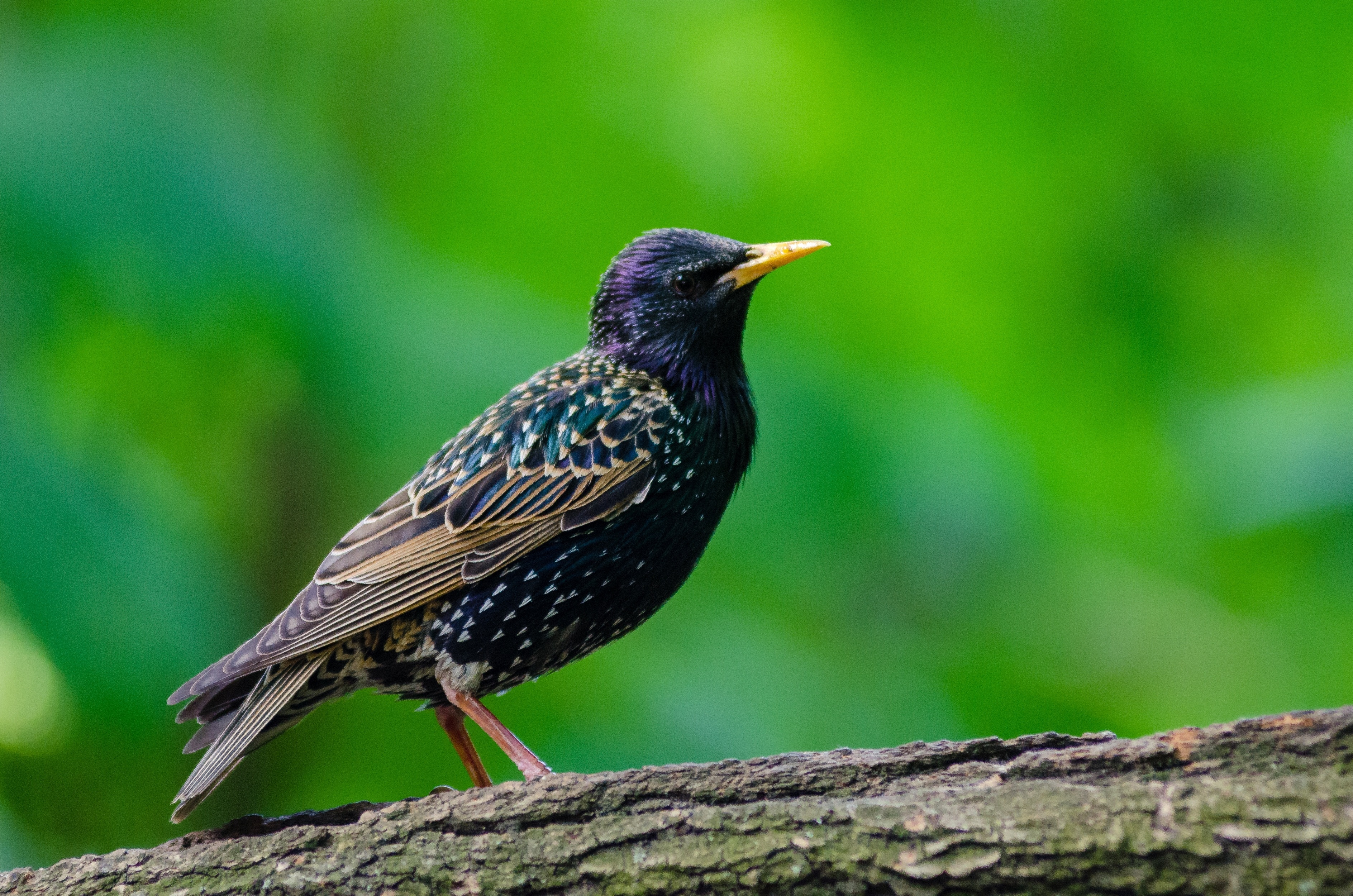BLANE KLEMEK OUTDOORS: Observing Minnesota's resident European starlings - Vimarsana News