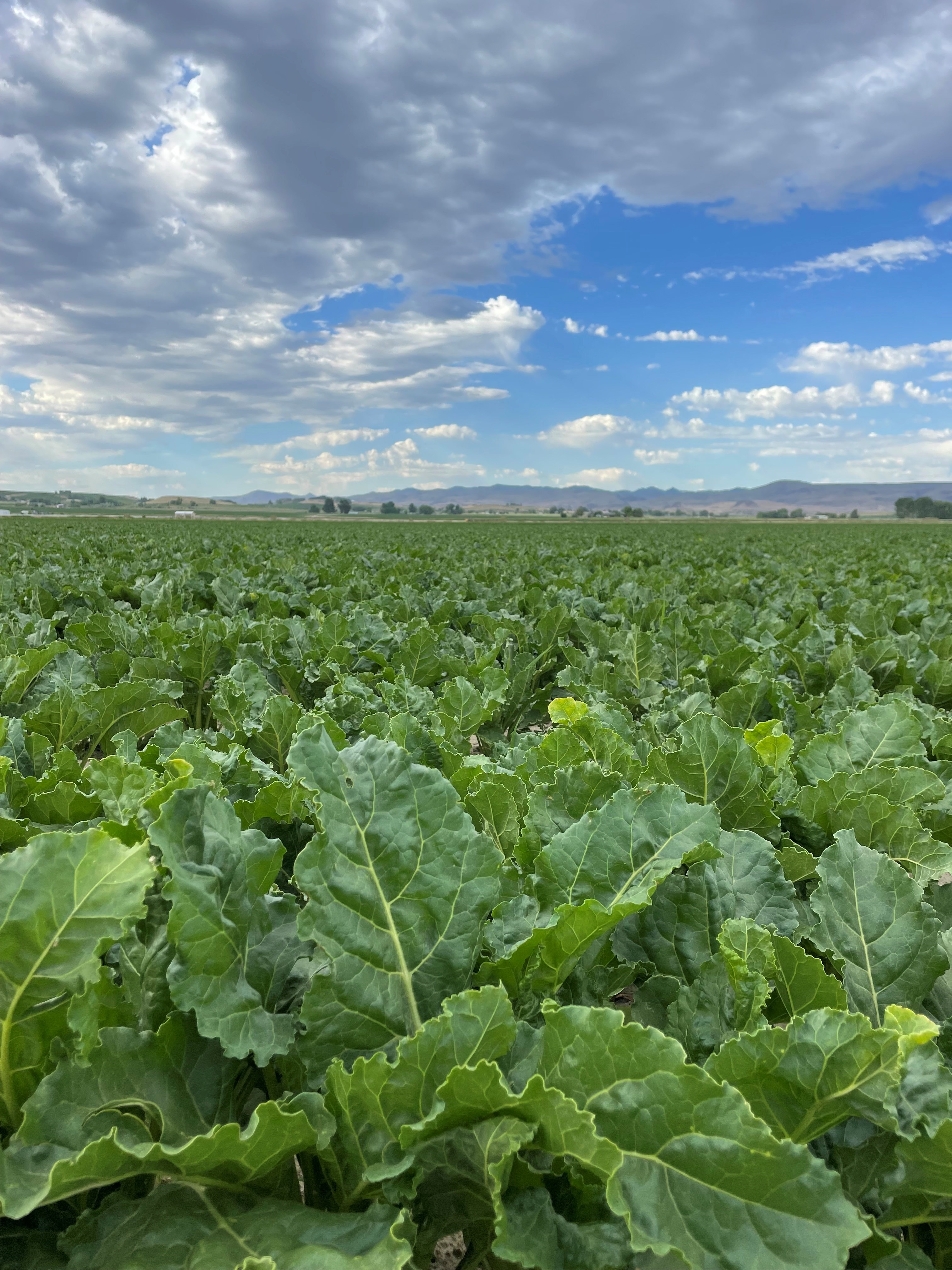 Idaho beet harvest to finish by Nov. 10 - Vimarsana News