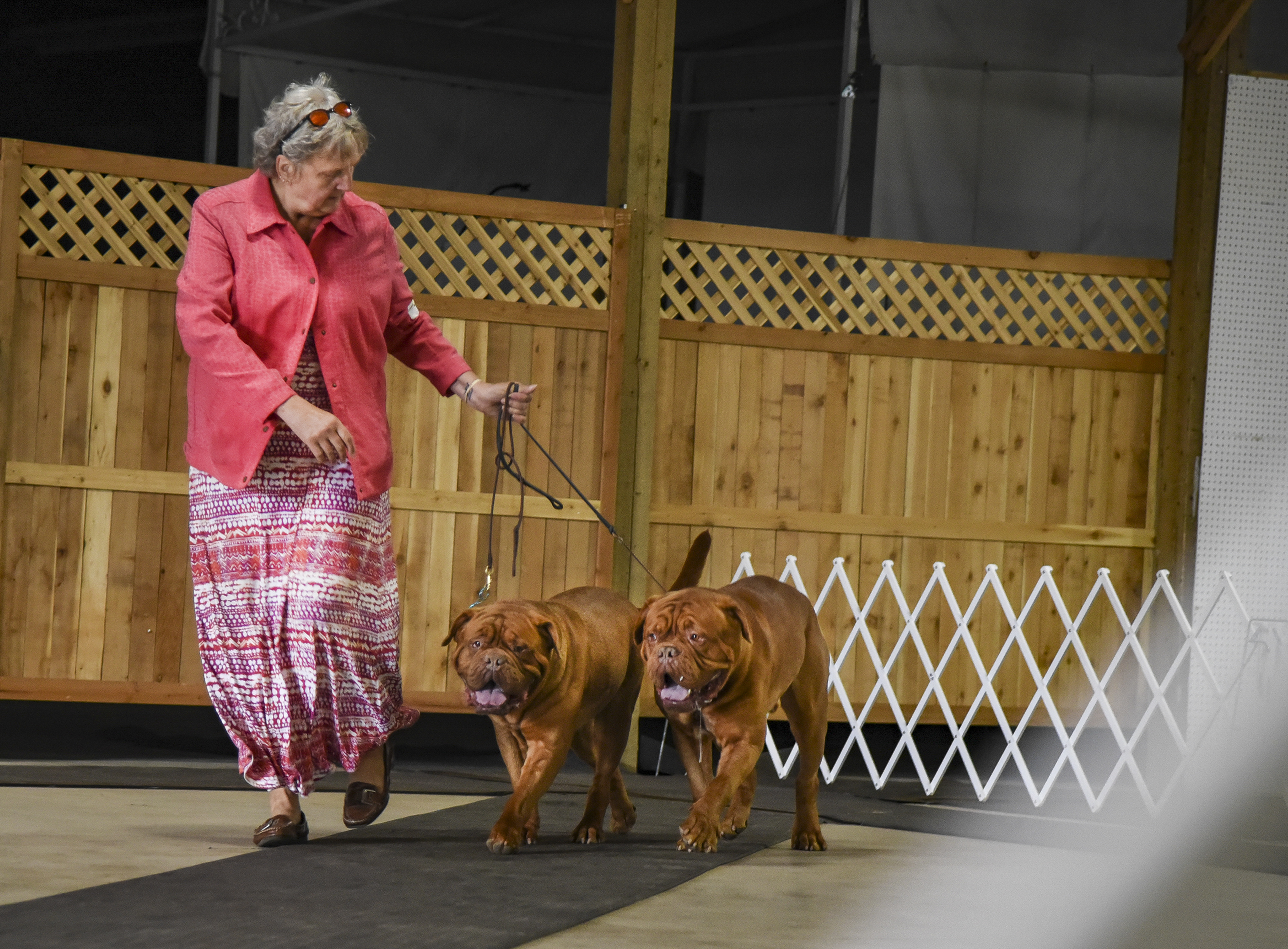 Paul Bunyan Dog Training Association kicks off annual 3-day competition - Vimarsana News