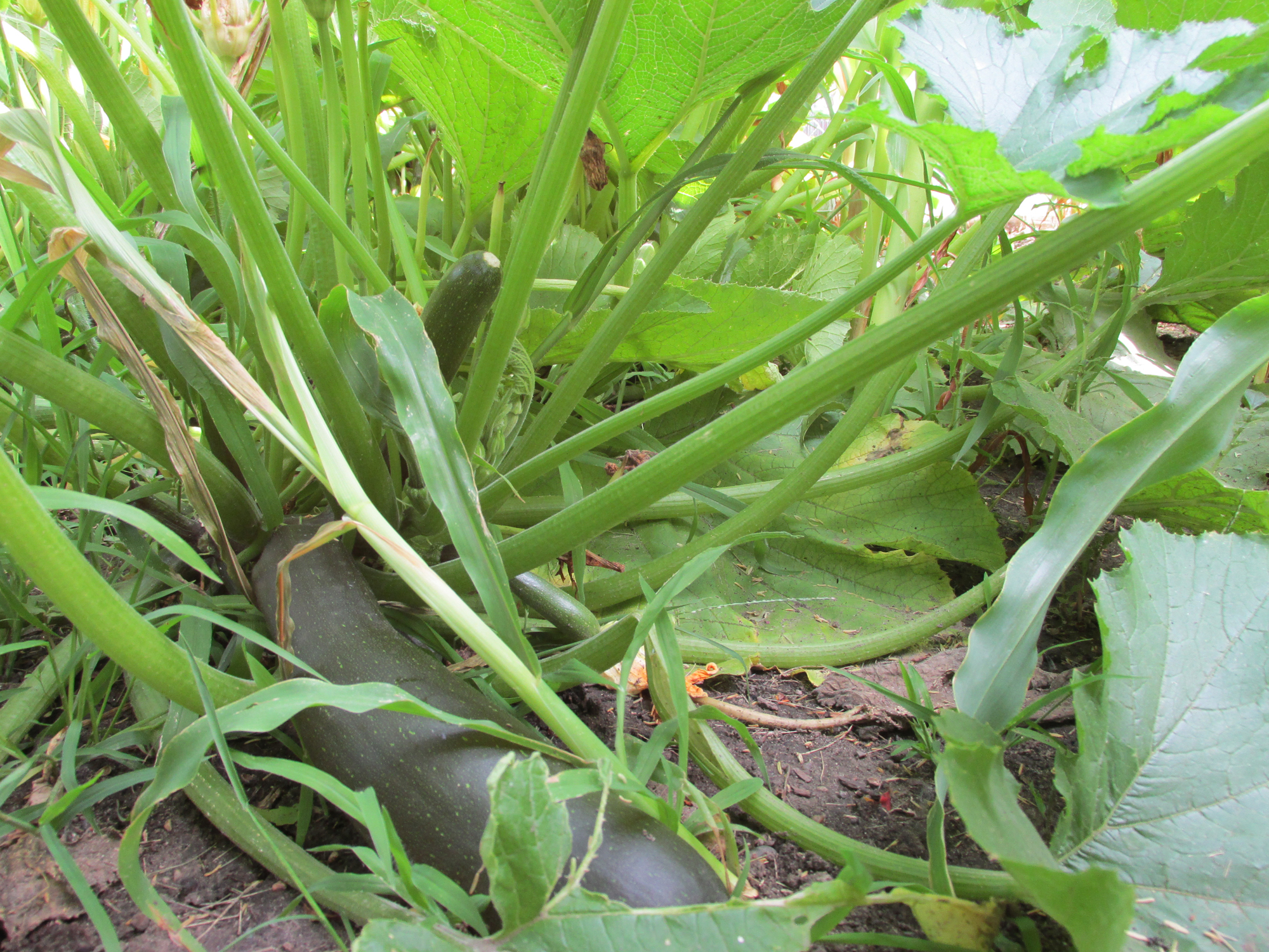 Zucchini has quite the reputation - Vimarsana News