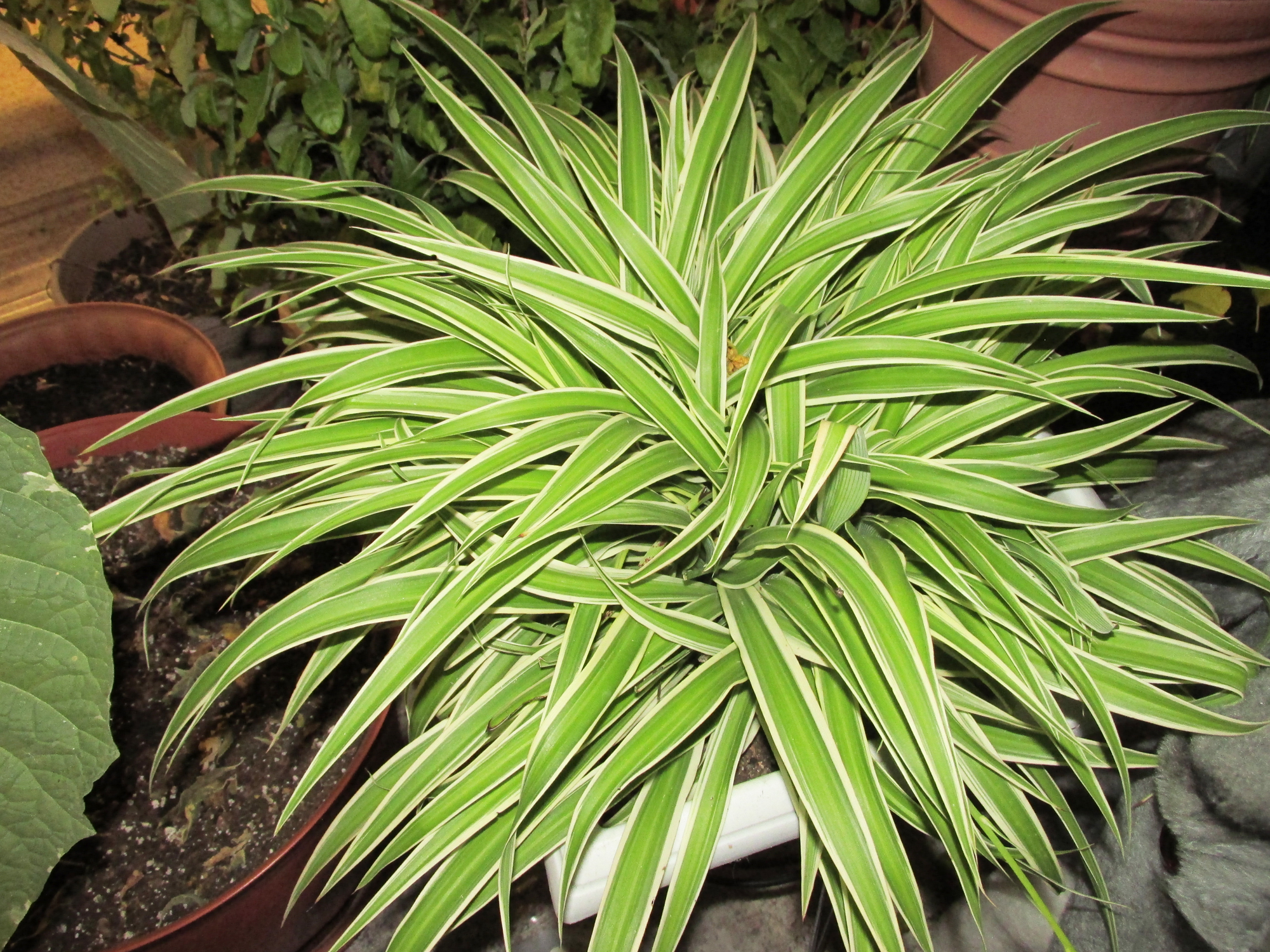 Try a houseplant for beginners - Vimarsana News