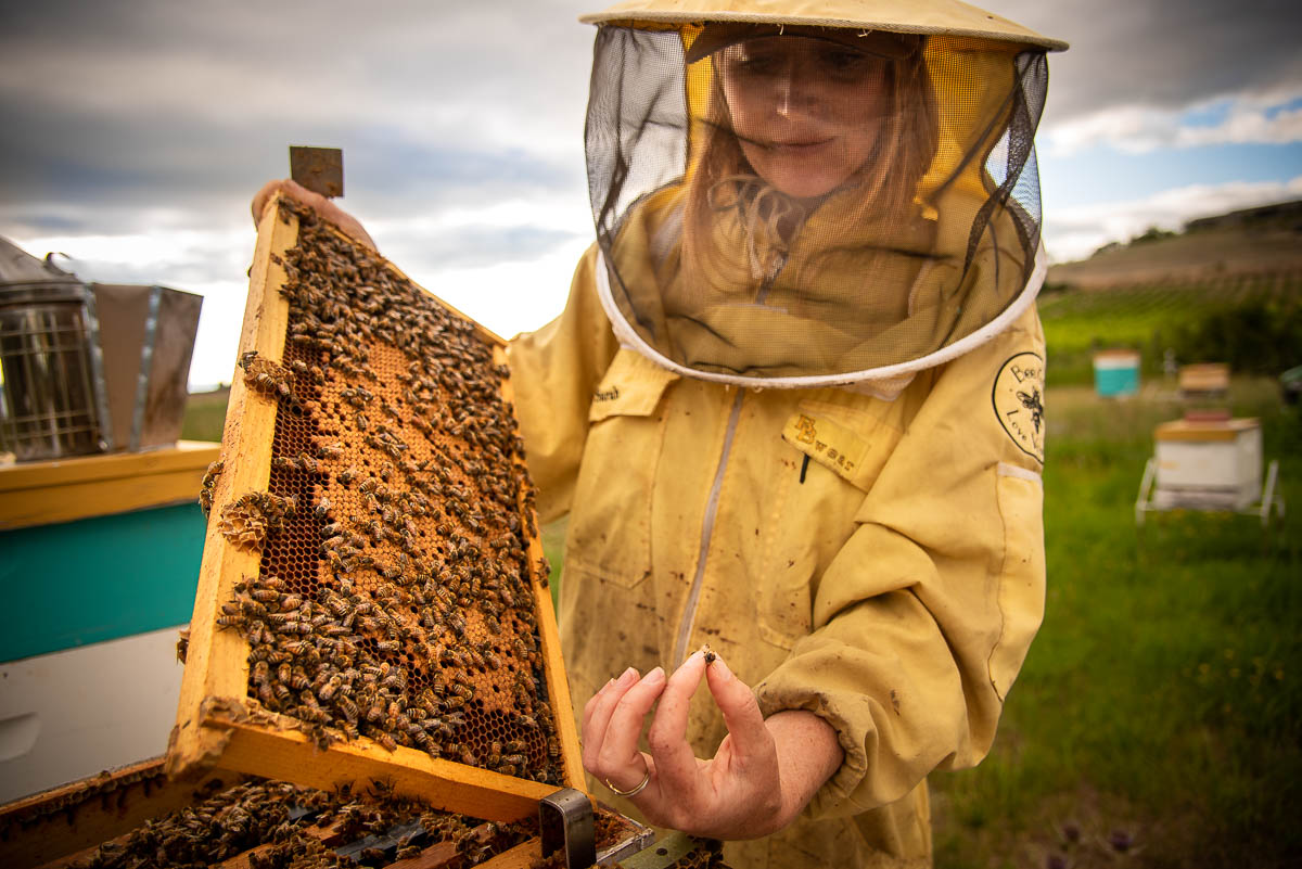 If truth bee told, love for honey is spreading - Vimarsana News