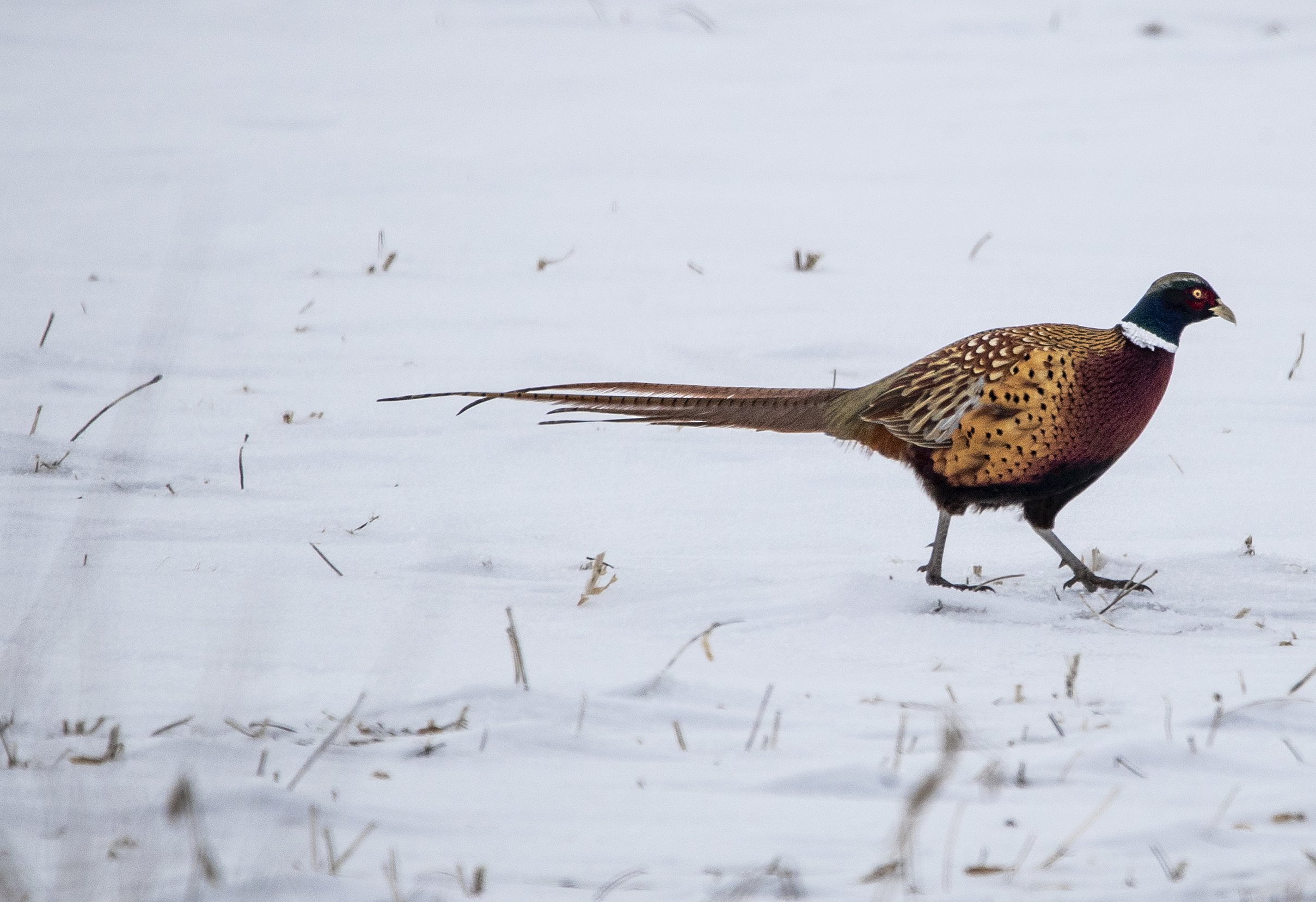 PHOTOS: Pheasants taking flight along Highway 12 - Vimarsana News