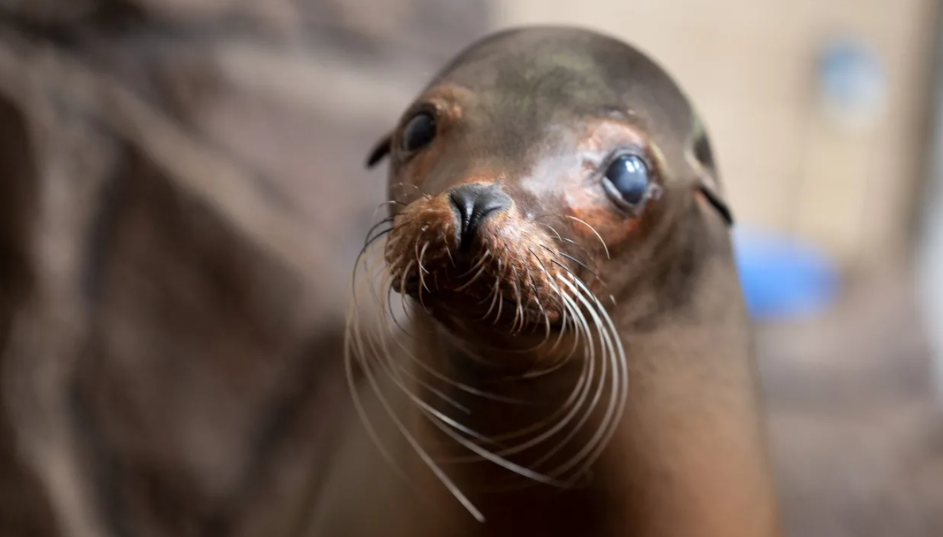 Como Zoo's oldest sea lion, a star in the beloved 'Sparky Show,' dies at 31 - InForum | Fargo, Moorhead and West Fargo news, weather and sports - Vimarsana News