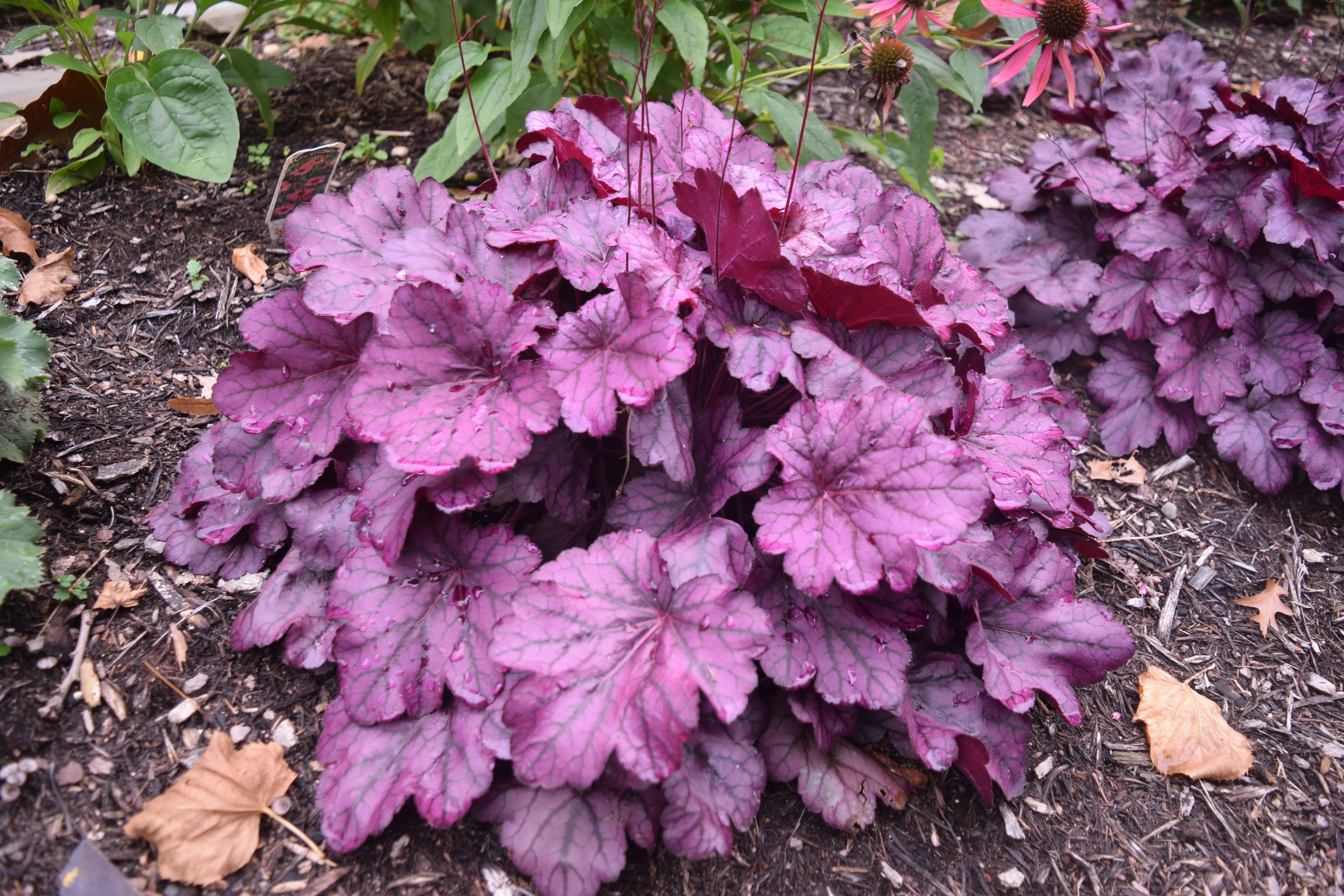 Ask the Master Gardener: Coral bells can grow in Minnesota, but they do need protection to start - Vimarsana News