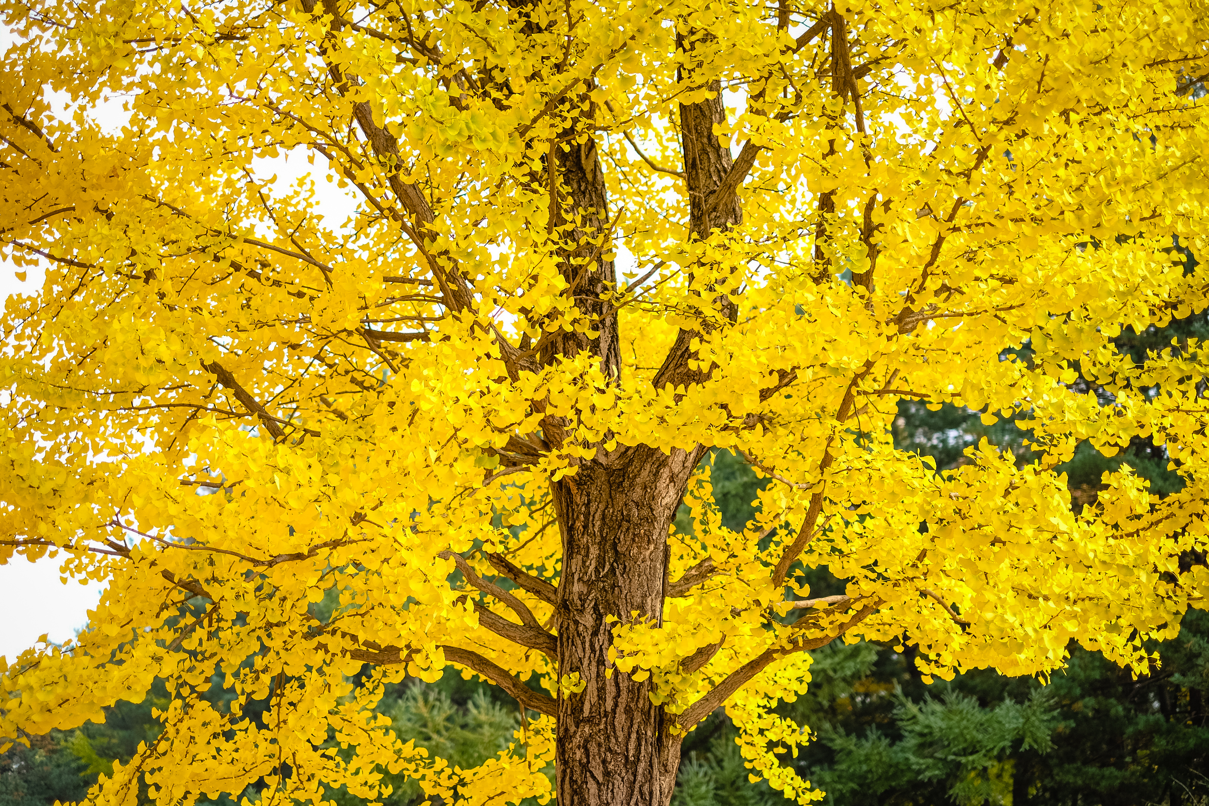 Ask the Master Gardener: That late autumn putrid smell? It was probably from ginkgo trees - Vimarsana News
