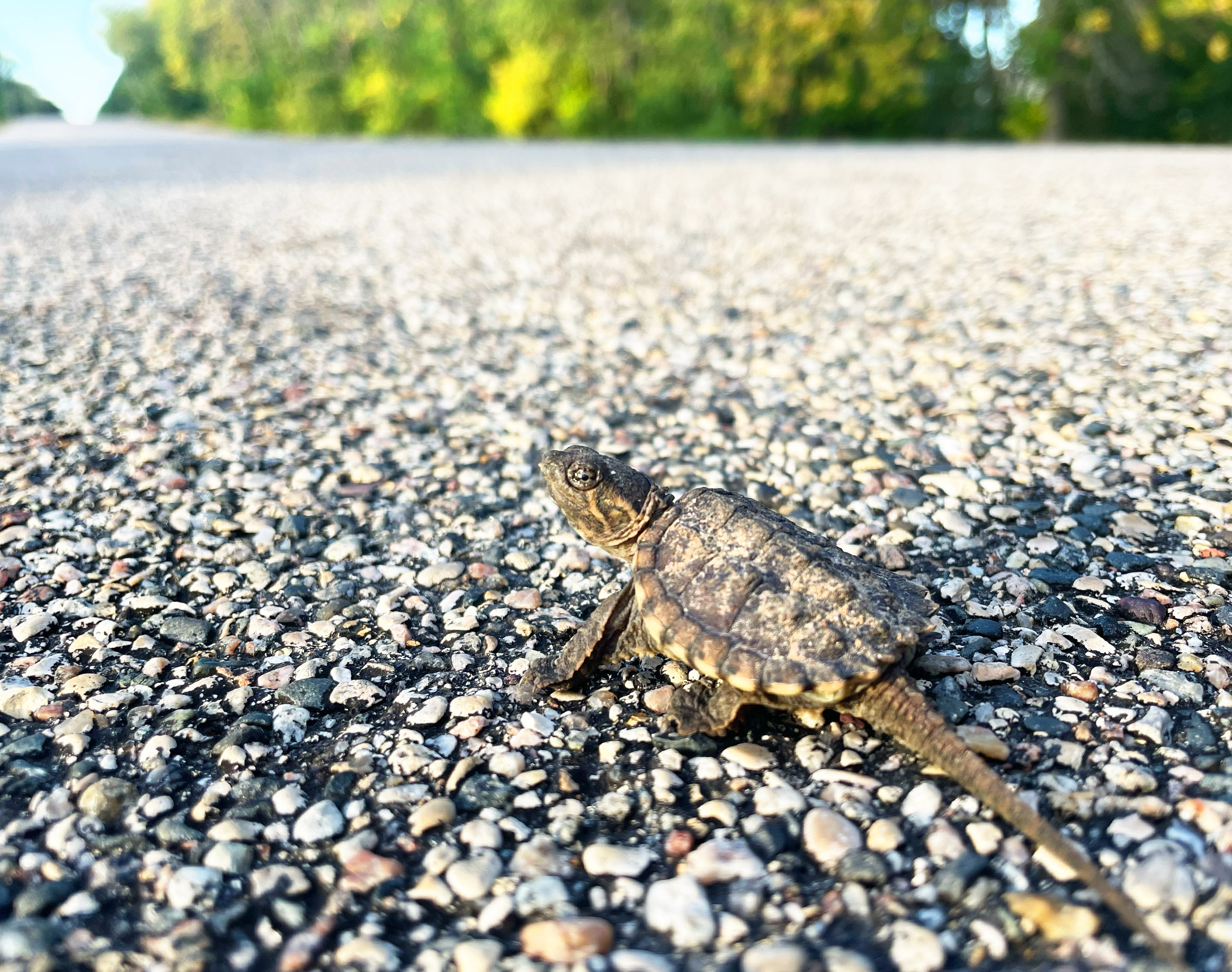 Photo of the Week: Tiny turtle - Vimarsana News