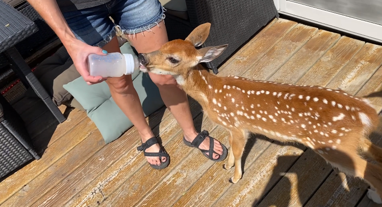'At first she acted like a dog:' Steele County family treats injured fawn - Vimarsana News