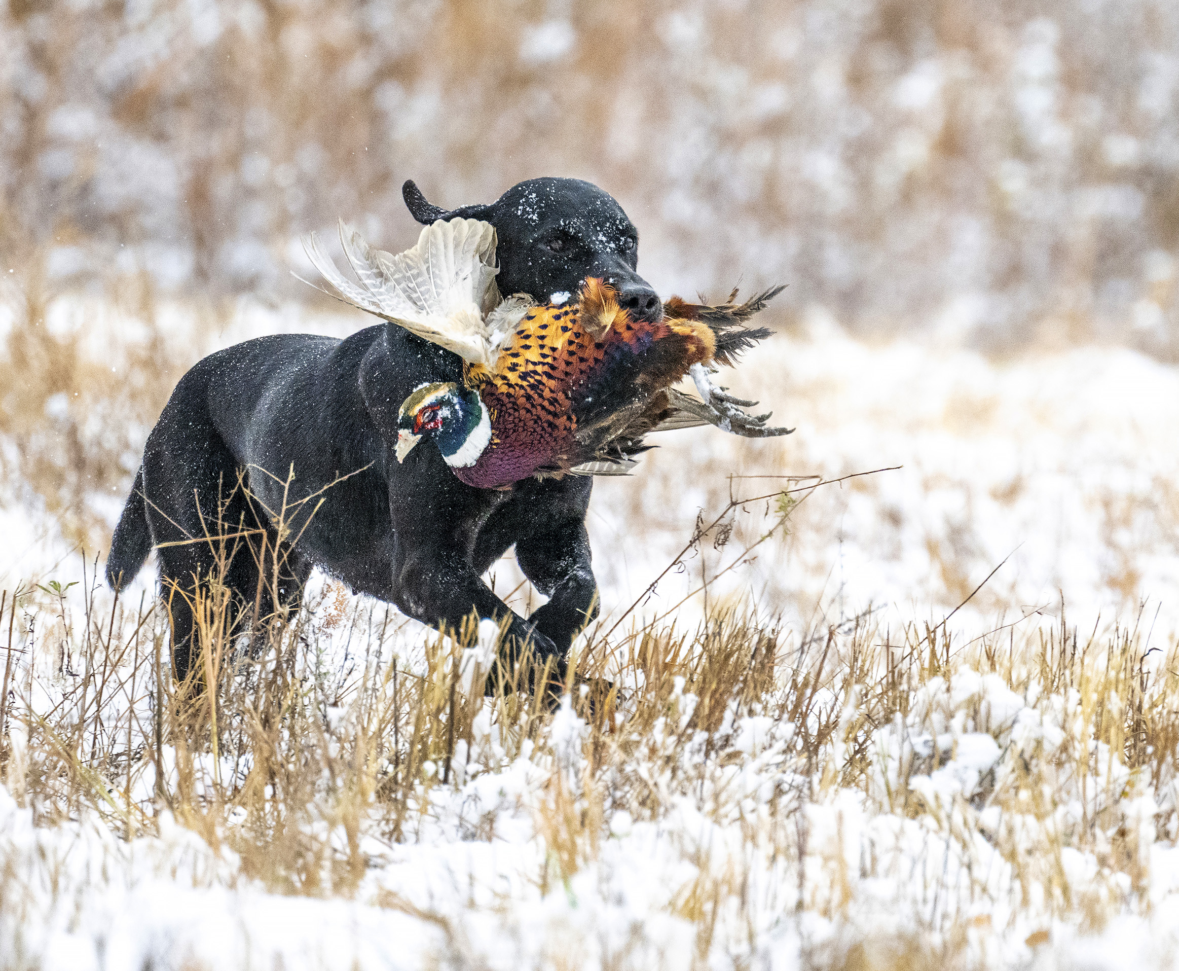 Alexandria man raises award winning American Kennel Club retriever - Vimarsana News