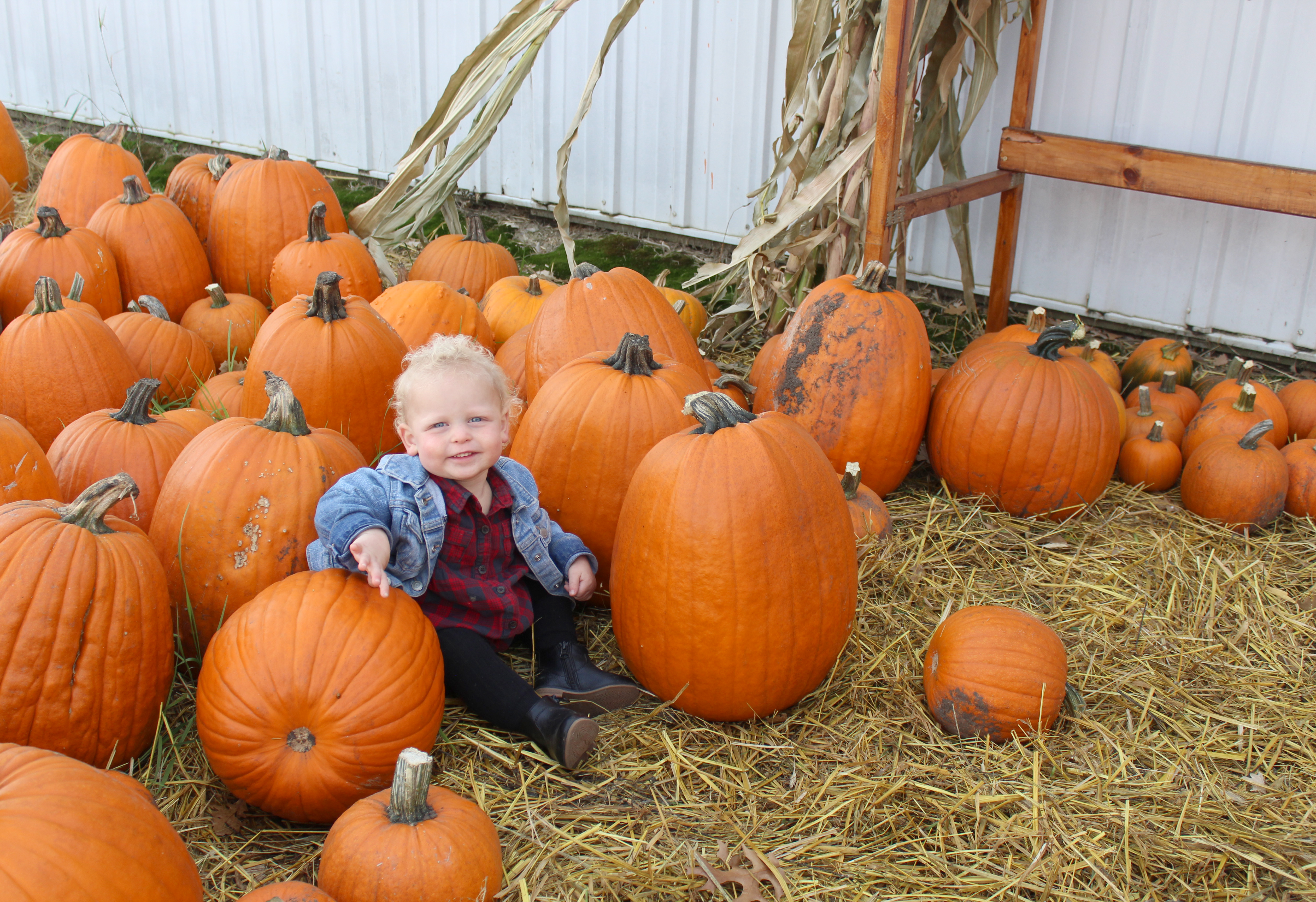 Wild West fall fest is 'like family party' the community can join - Vimarsana News