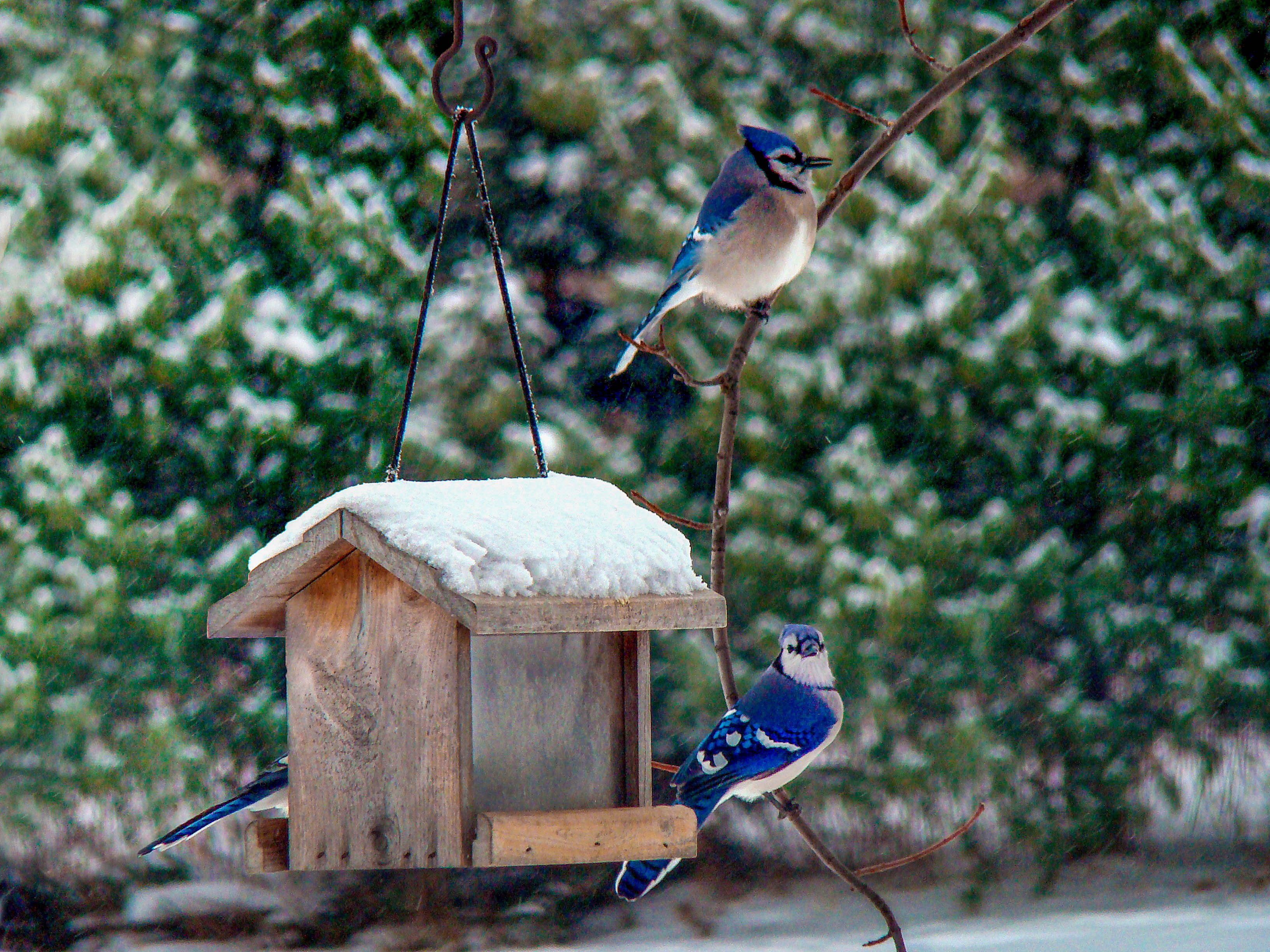 Ask the Master Gardener: Birds will flock to feeders in cold, snowy winters - Vimarsana News