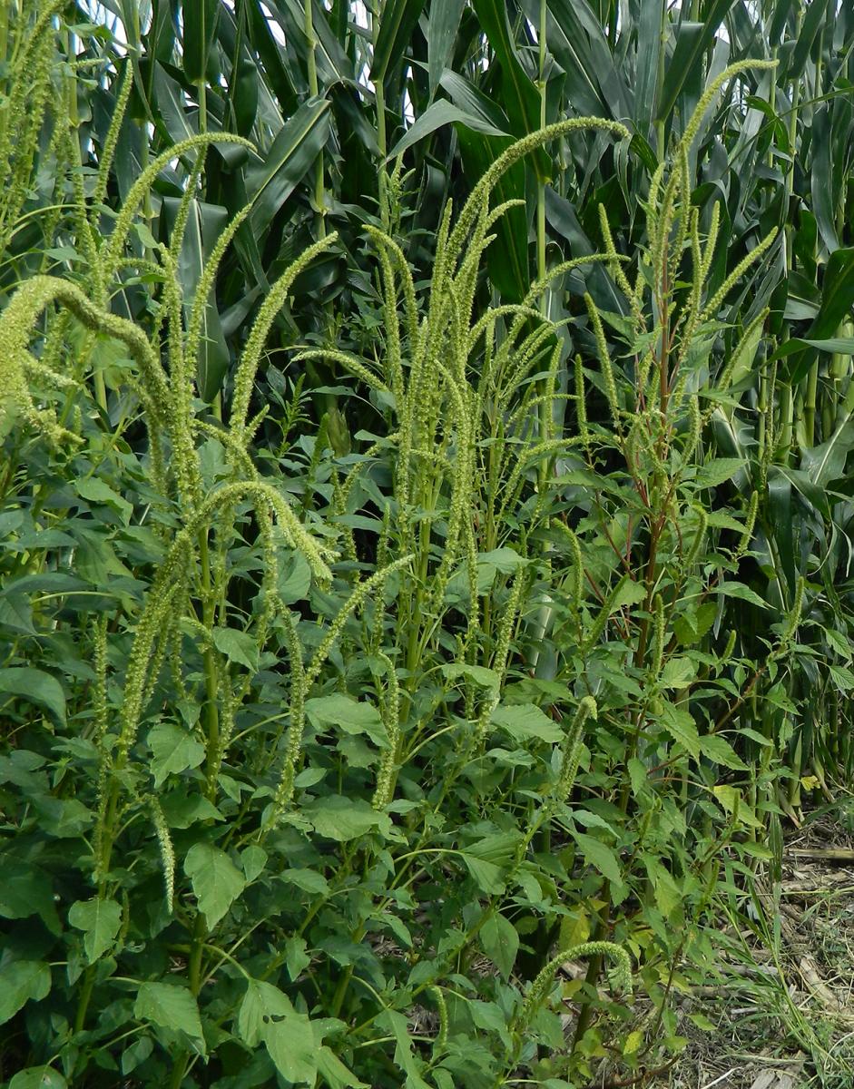 Noxious weed detected in Dickinson area - Vimarsana News