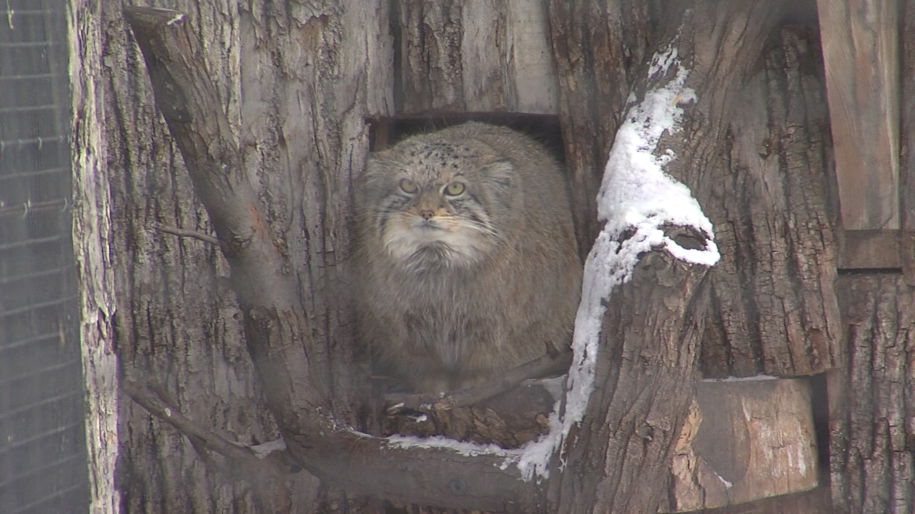 Red River Zoo animals and staff take on subzero temperatures - Vimarsana News