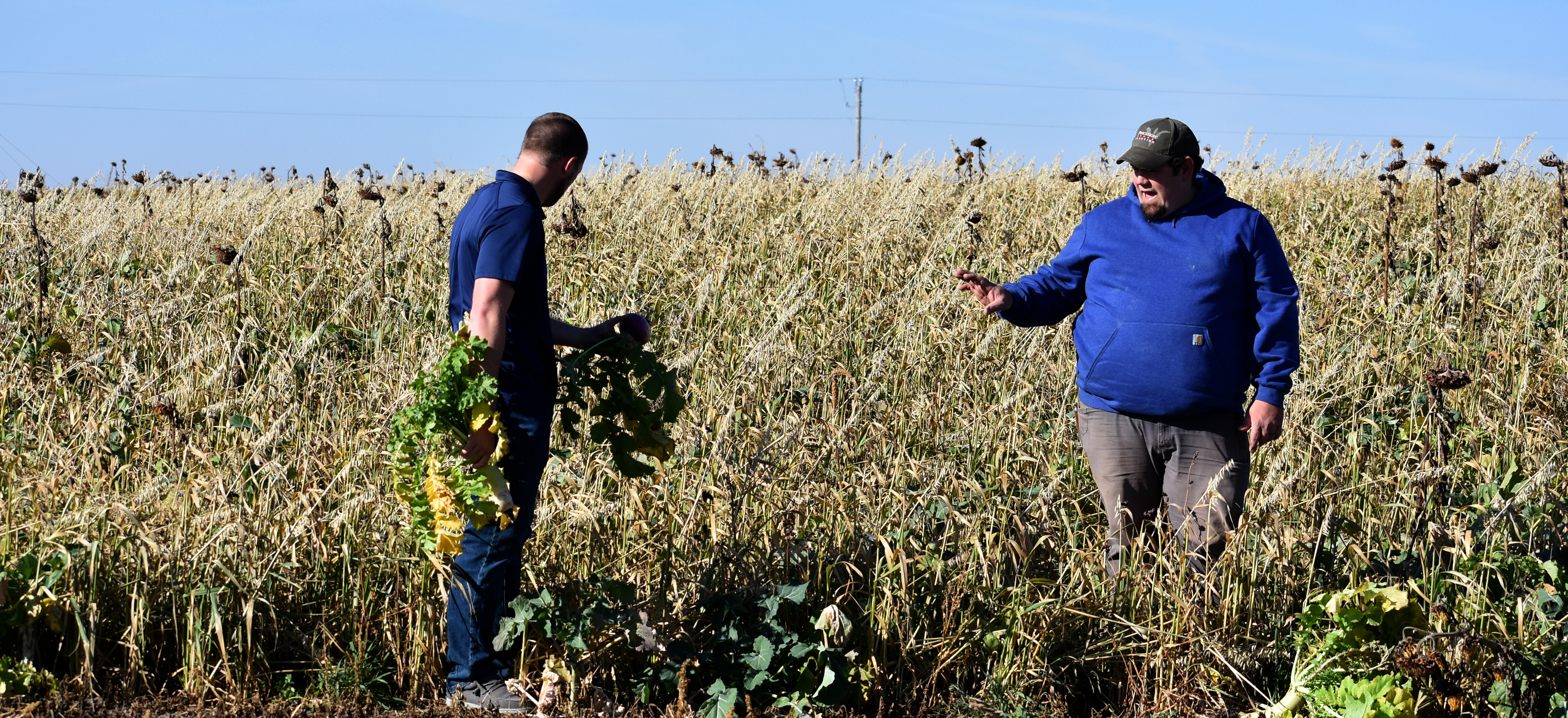 Faribault County farmer finds cover crops to be 'worth every penny' - Vimarsana News
