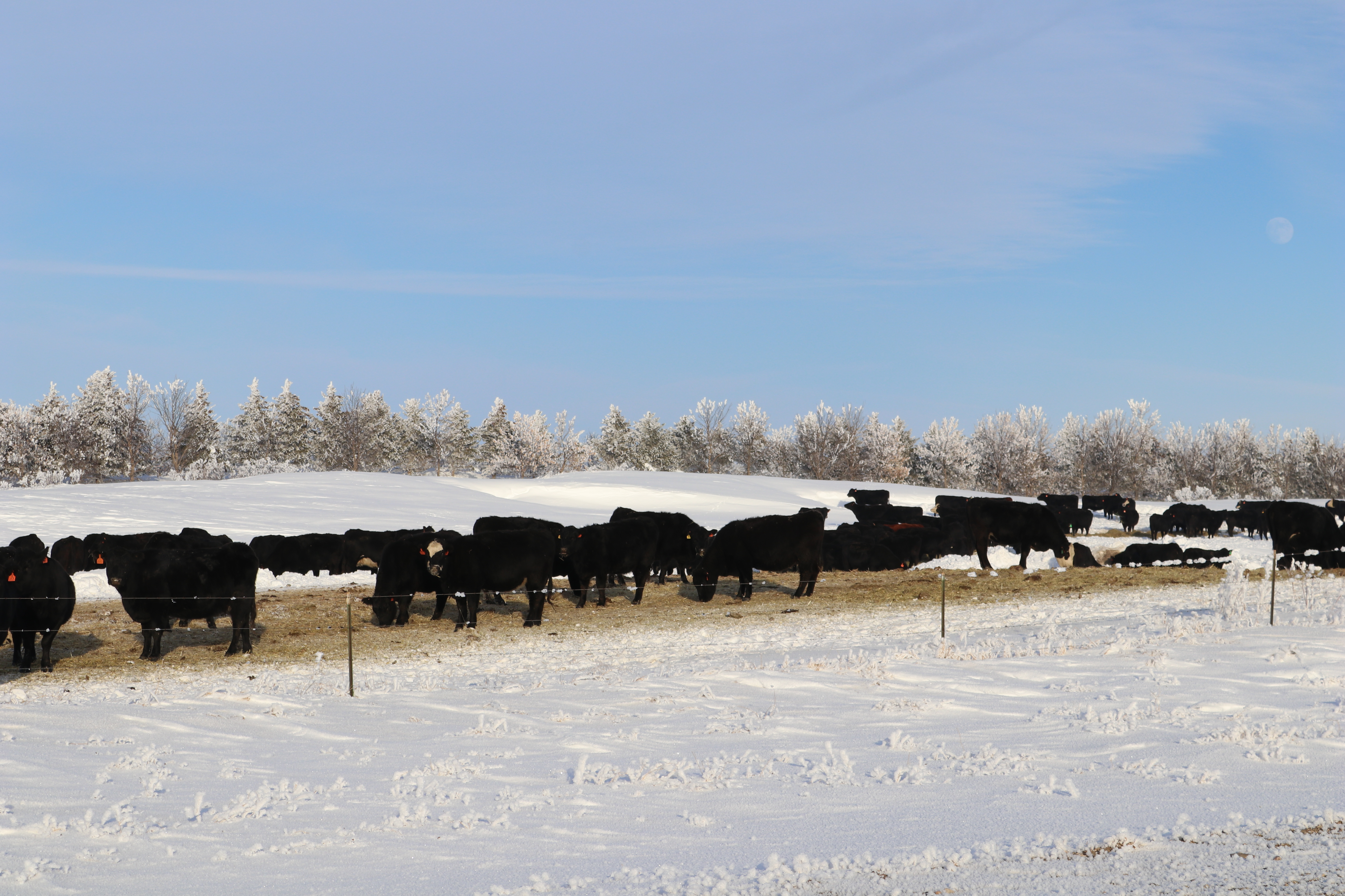 Want to use less hay and less water in your cow herd? Some research could help - Vimarsana News
