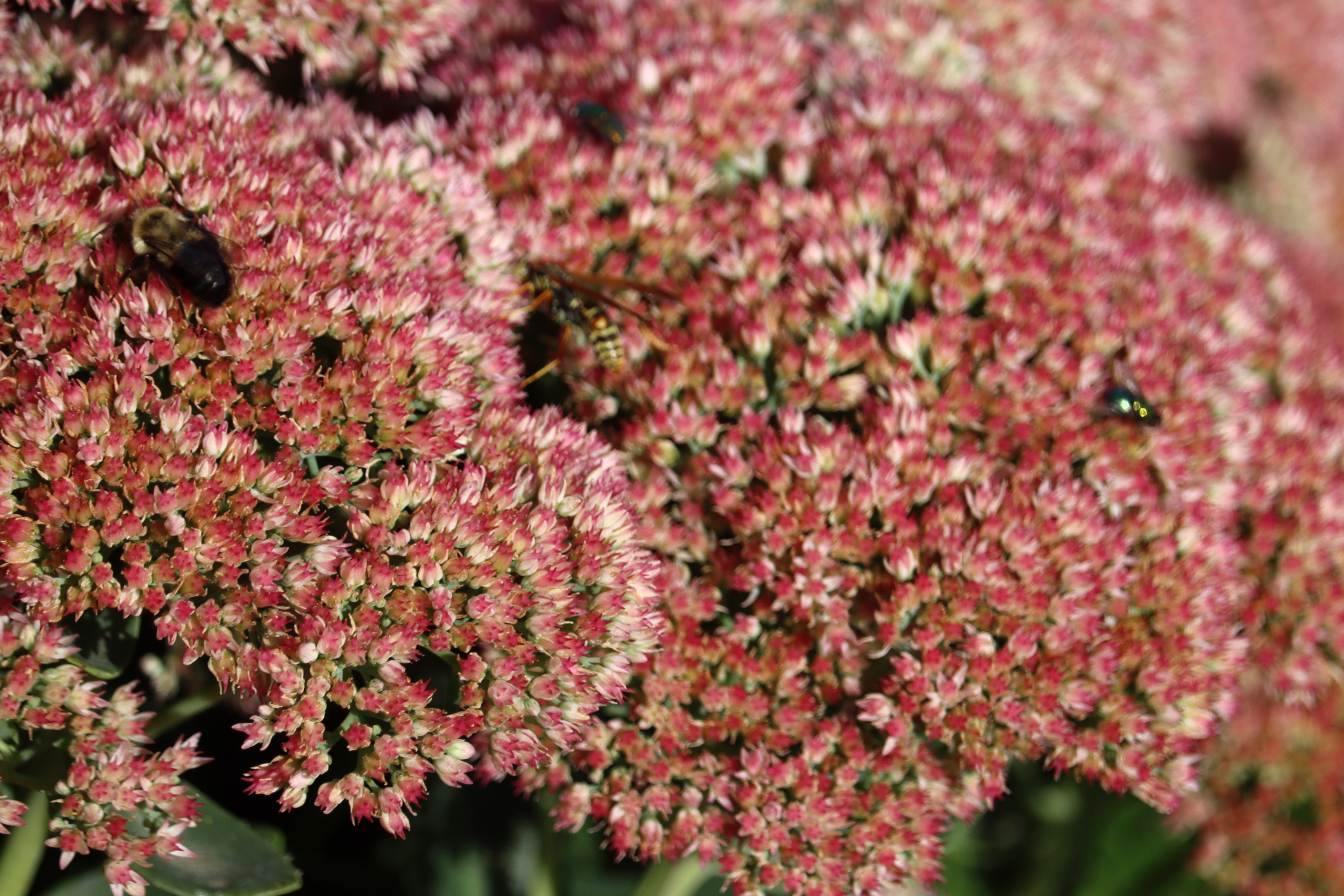 Try these perennials that pop with amazing autumn color - Vimarsana News