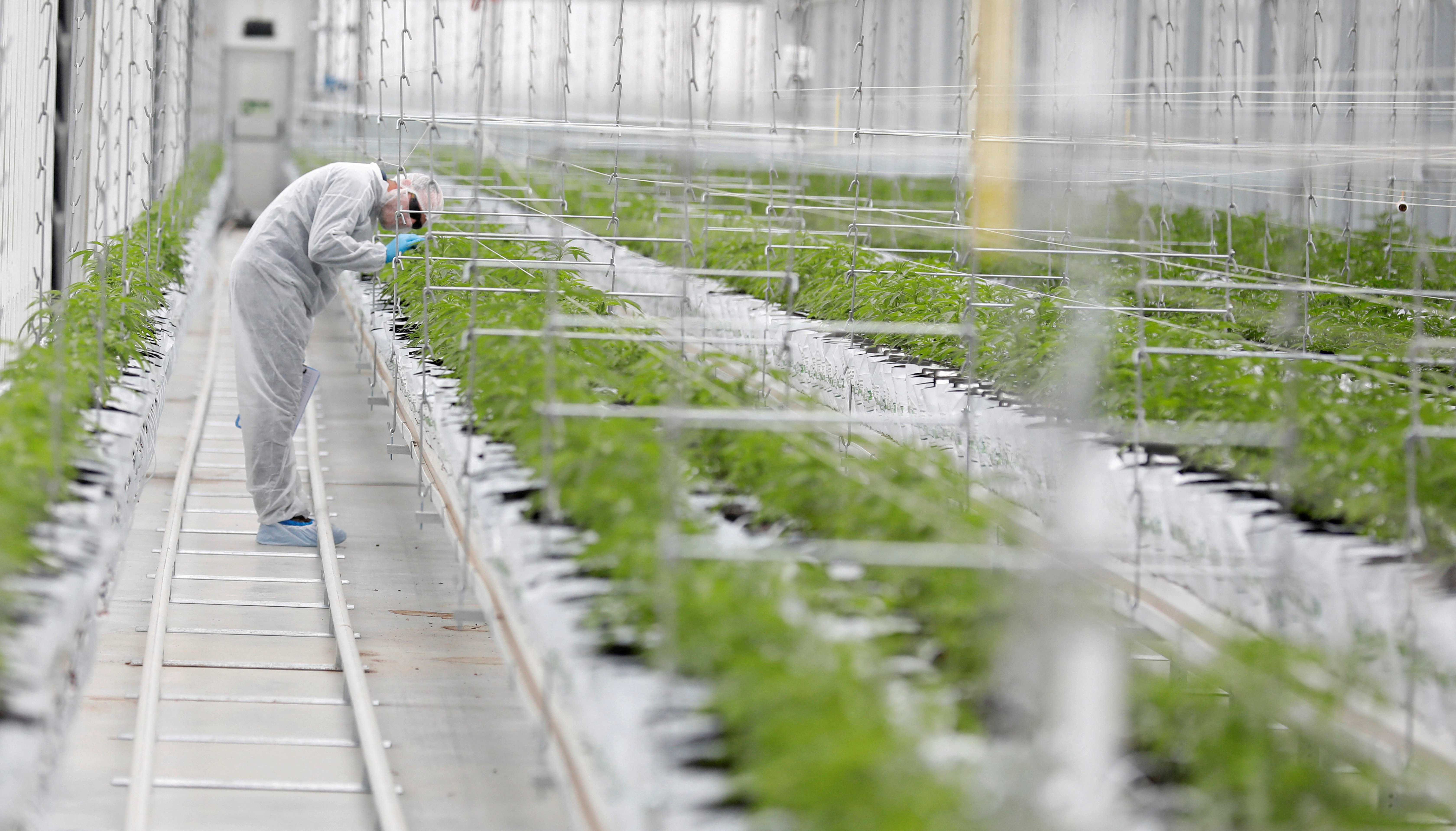 Legal cannabis poses a quandary for US companies screening staff for drugs - Vimarsana News