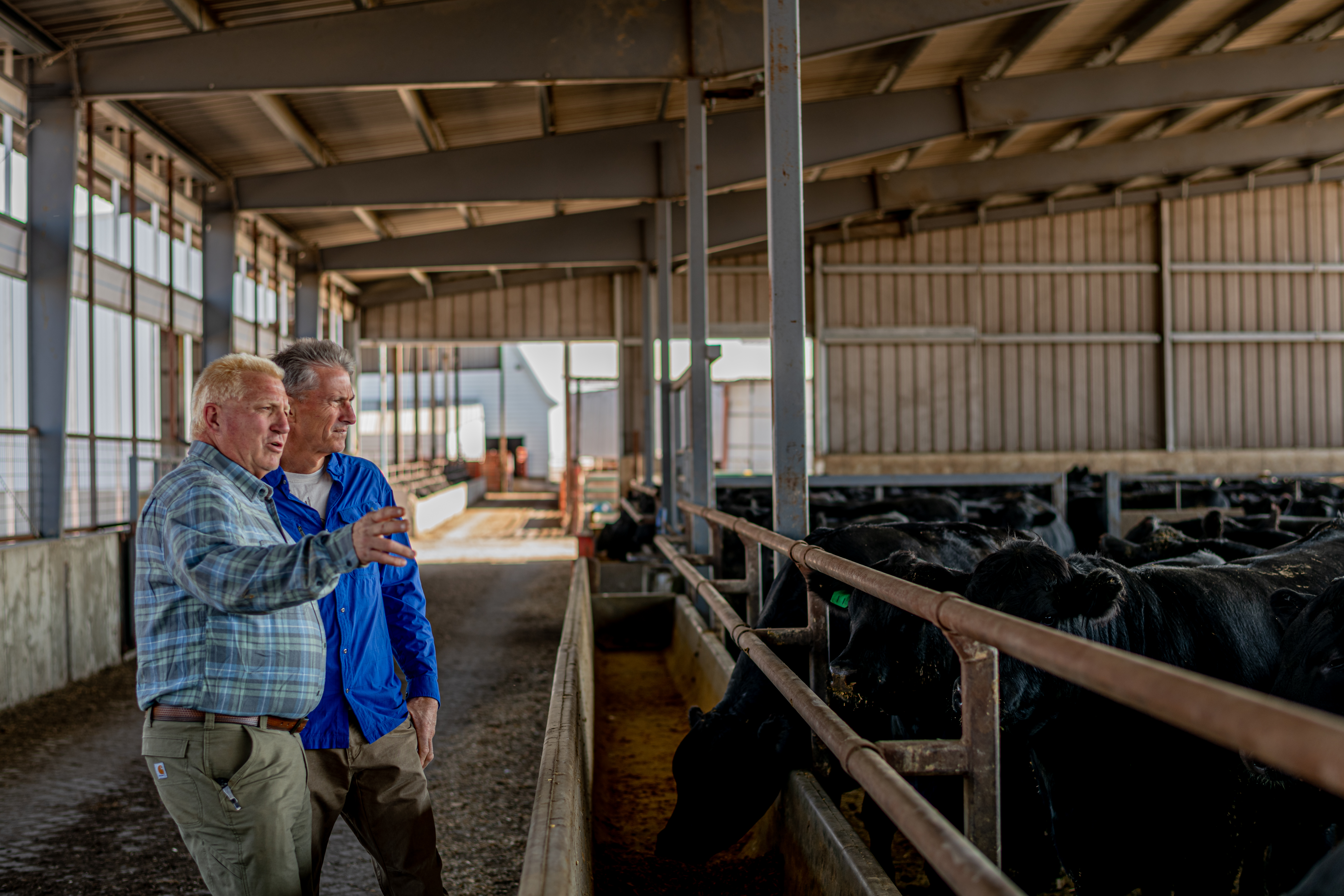 BetterFed Beef seeks to provide a 'good onya' choice for American beef consumers - Vimarsana News