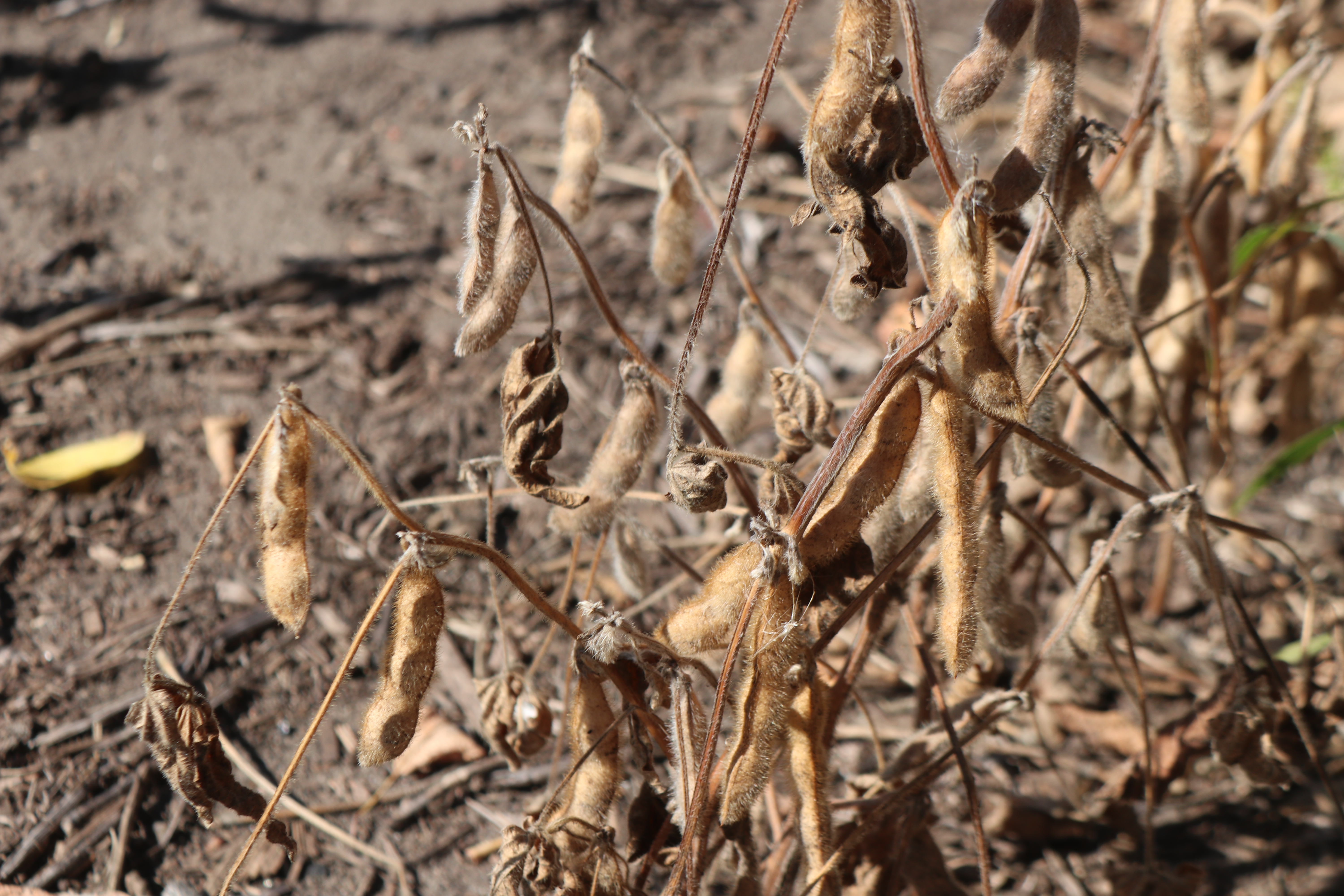 With October USDA reports done, market focuses on Russia-Ukraine and poor growing conditions - Vimarsana News
