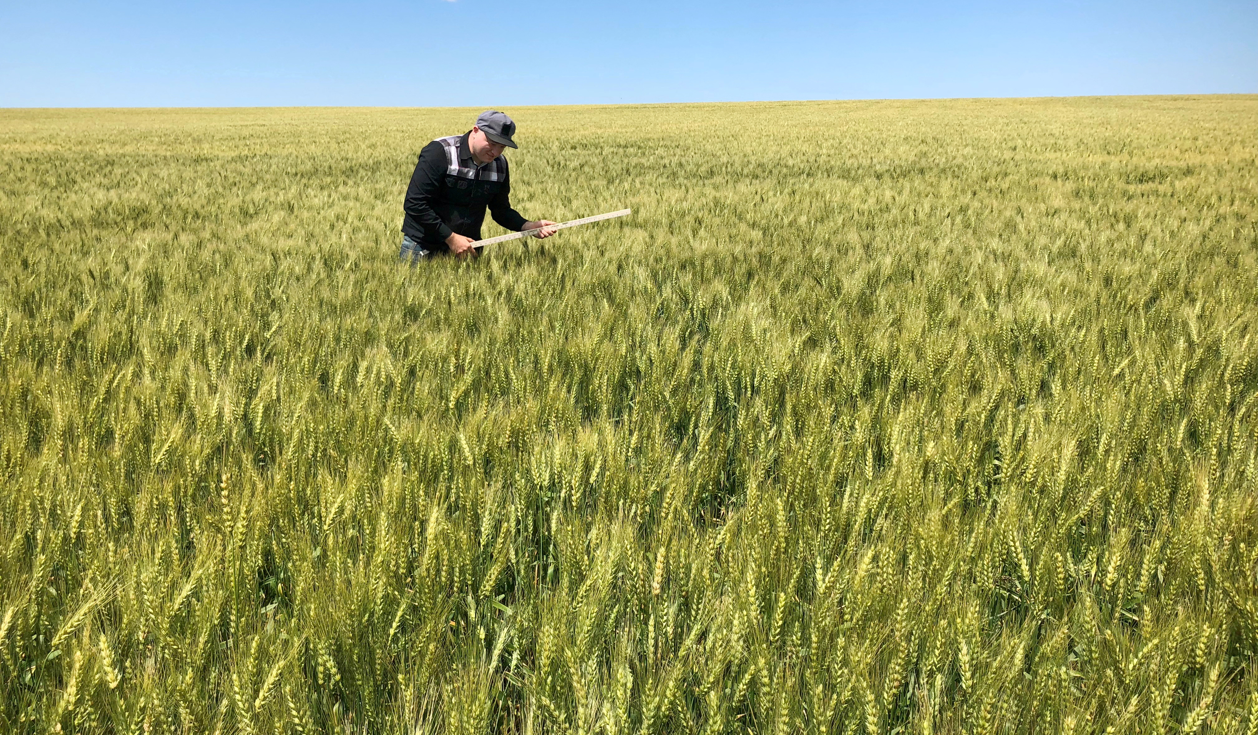 Wheat prices soar on Ukraine fears, but U.S. growers can't cash in - Vimarsana News