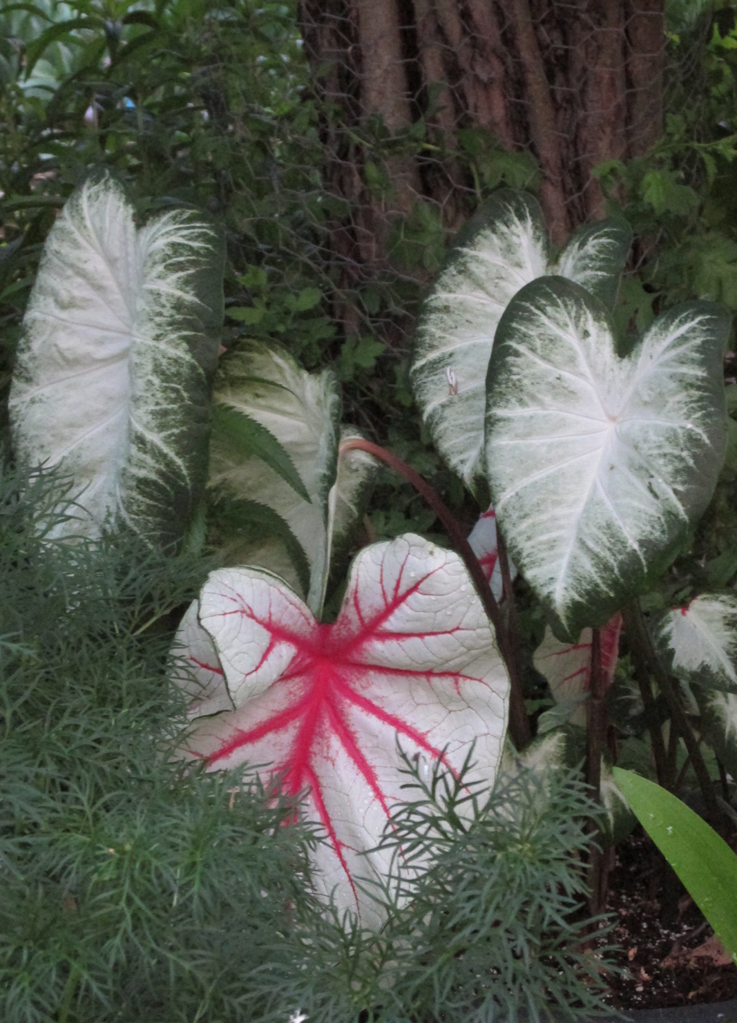 Caladiums can add that right pop of color - Vimarsana News