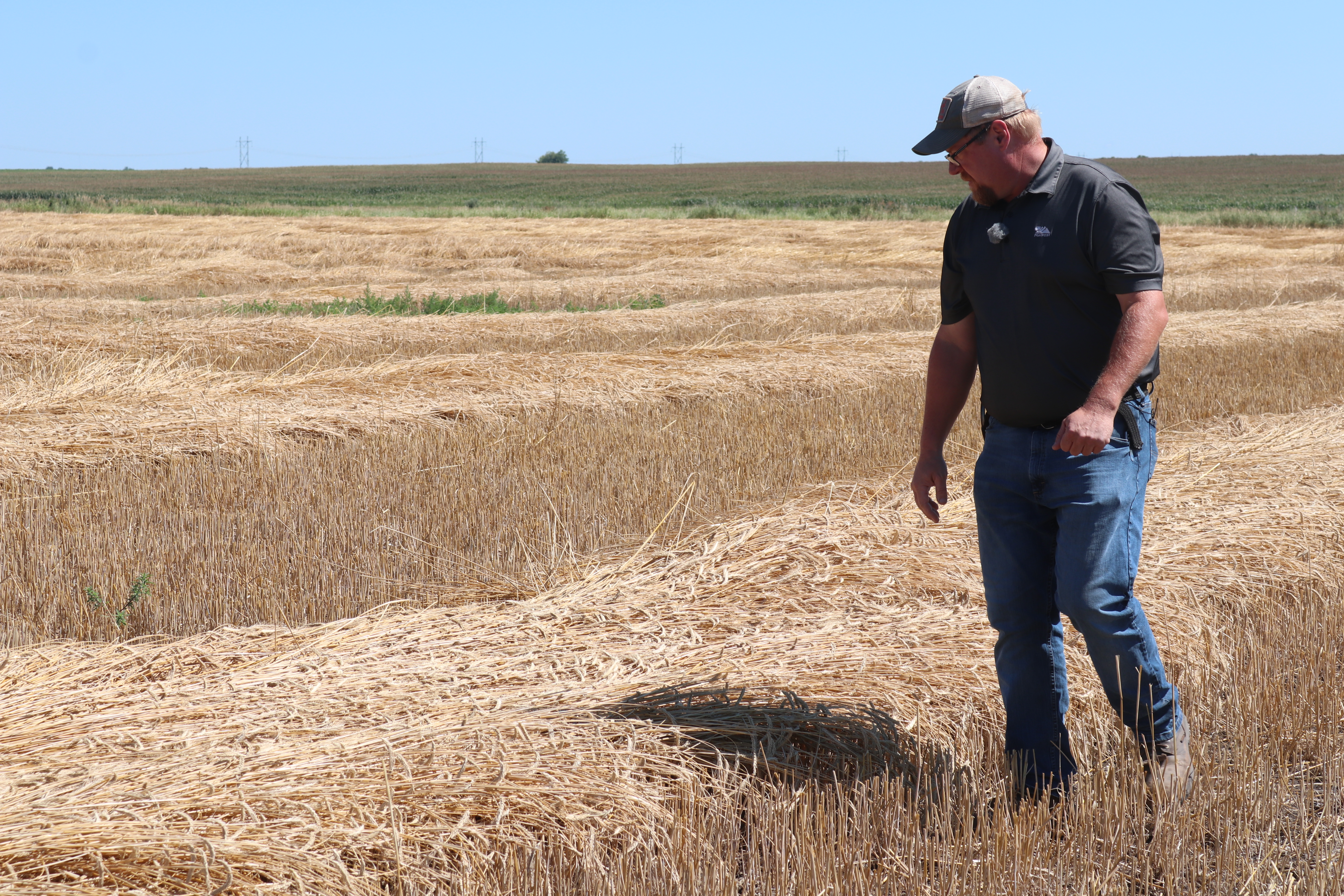 Rye's resurgence as a cover crop driven by weather, desire for soil health and goof-proof planting - Vimarsana News